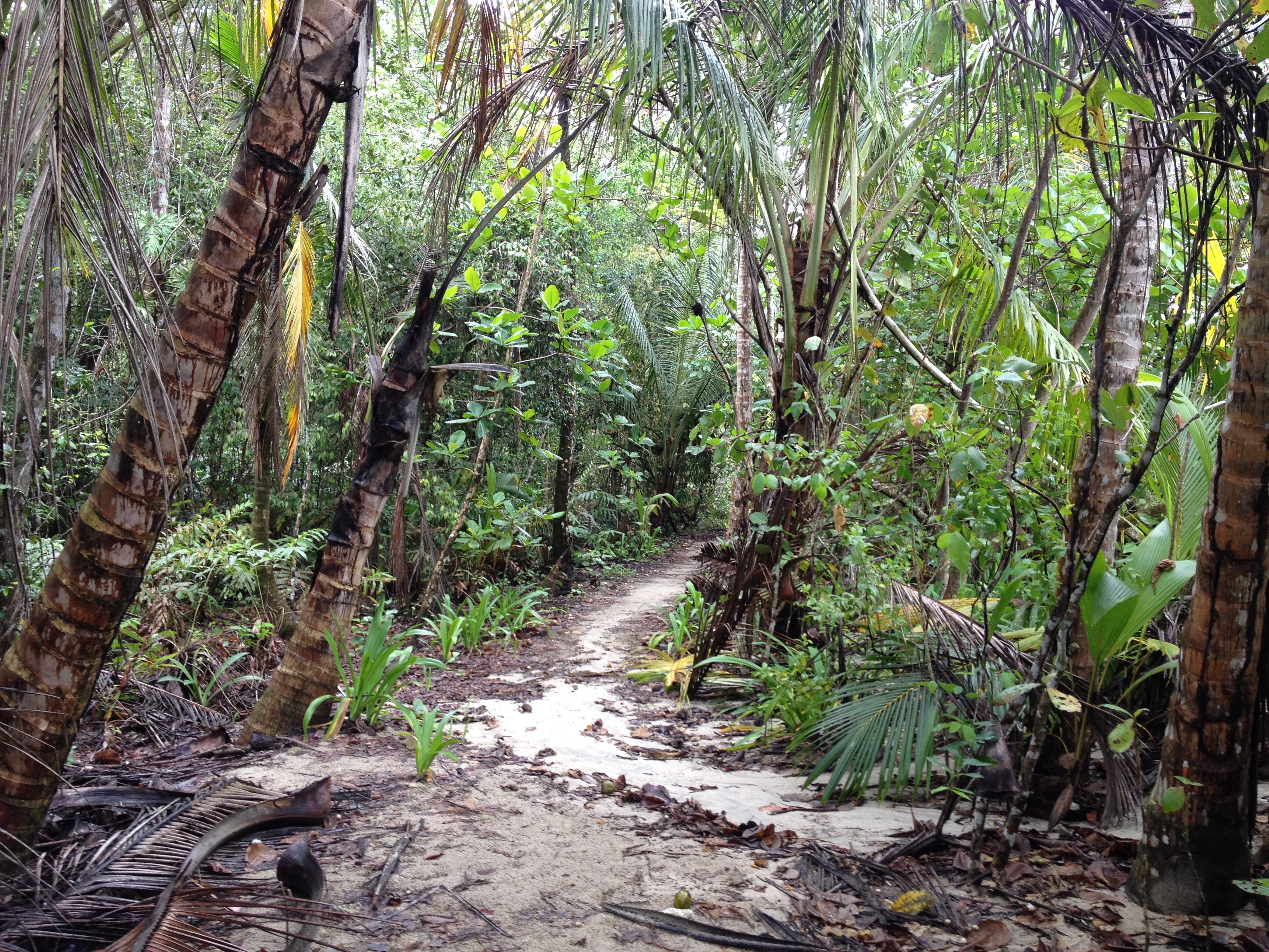 Picture Costa Rica Cahuita 2015-03 48 - Around Cahuita