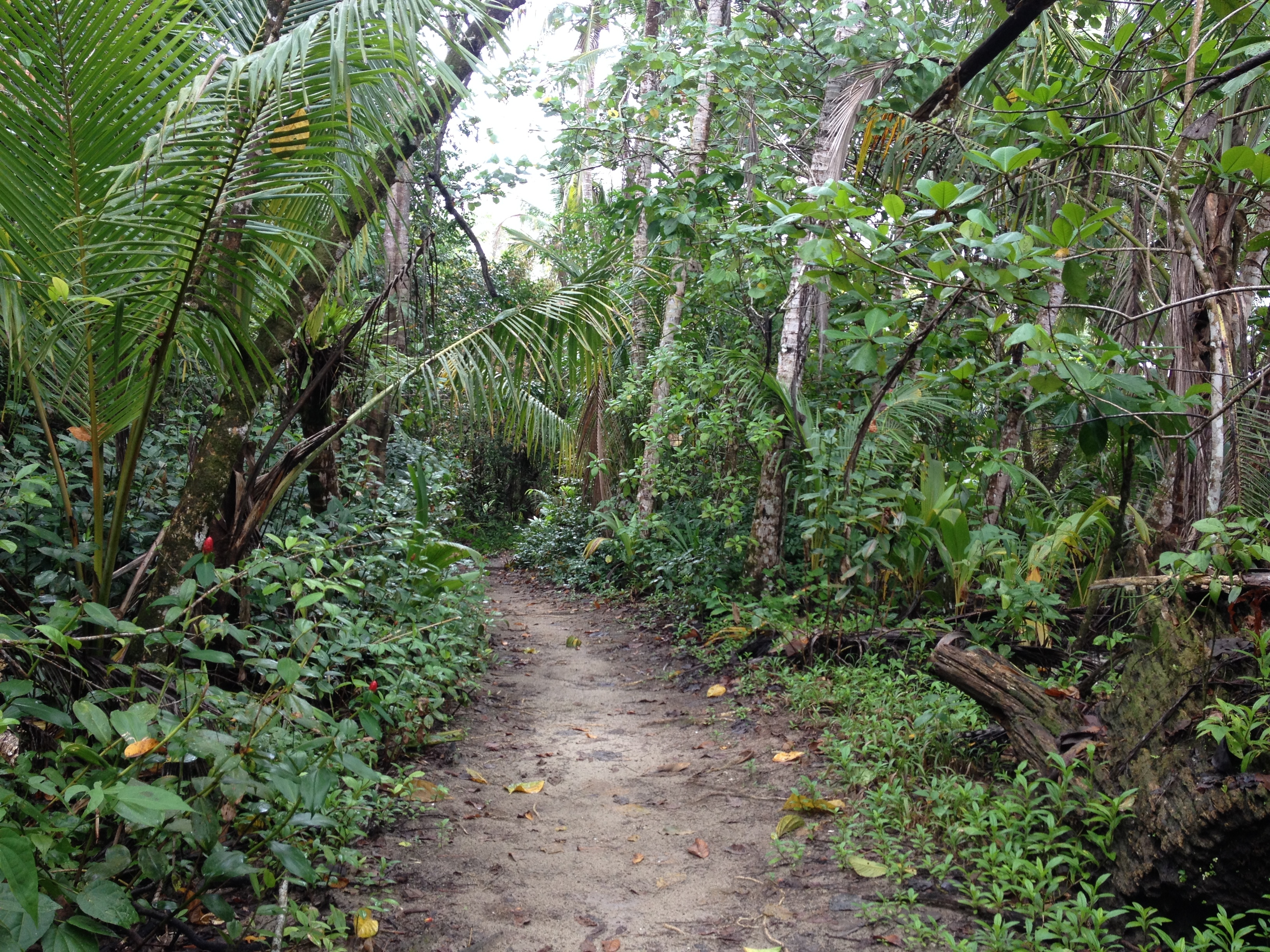 Picture Costa Rica Cahuita 2015-03 28 - Tour Cahuita