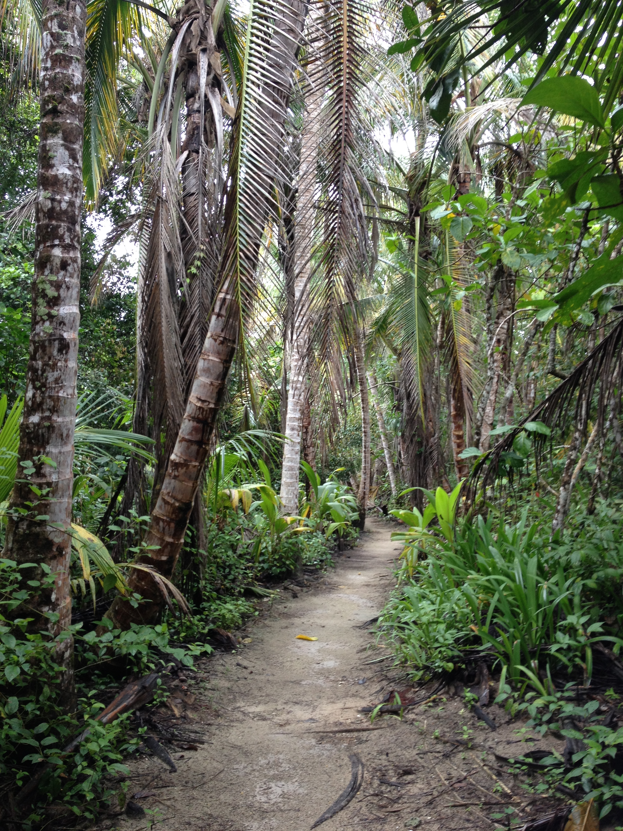 Picture Costa Rica Cahuita 2015-03 8 - Tour Cahuita