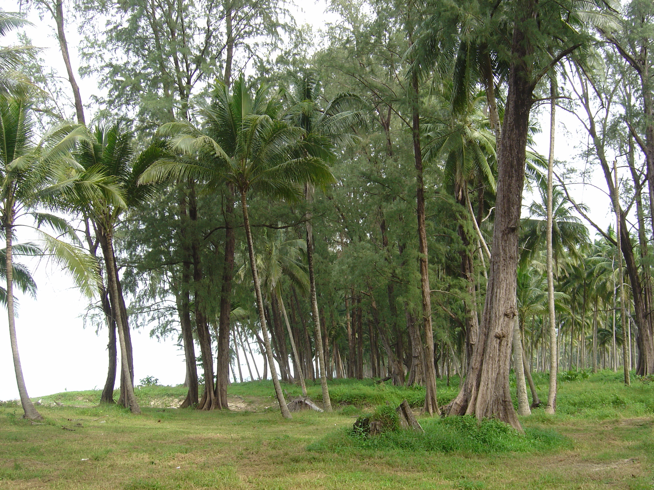 Picture Thailand Khao Lak Bang Sak Beach 2005-12 40 - History Bang Sak Beach