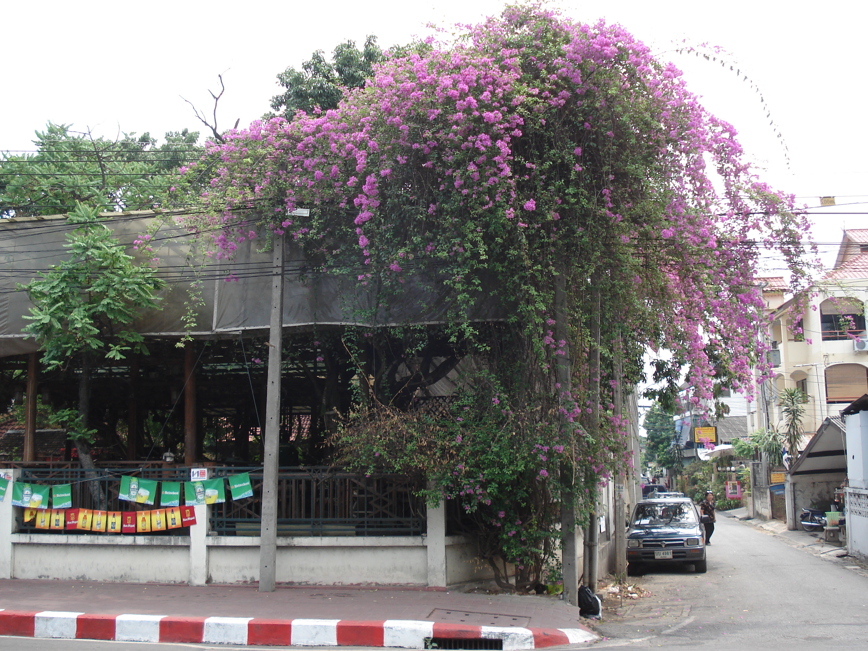 Picture Thailand Chiang Mai Inside Canal Arrak Road(Canal) 2006-04 15 - History Arrak Road(Canal)