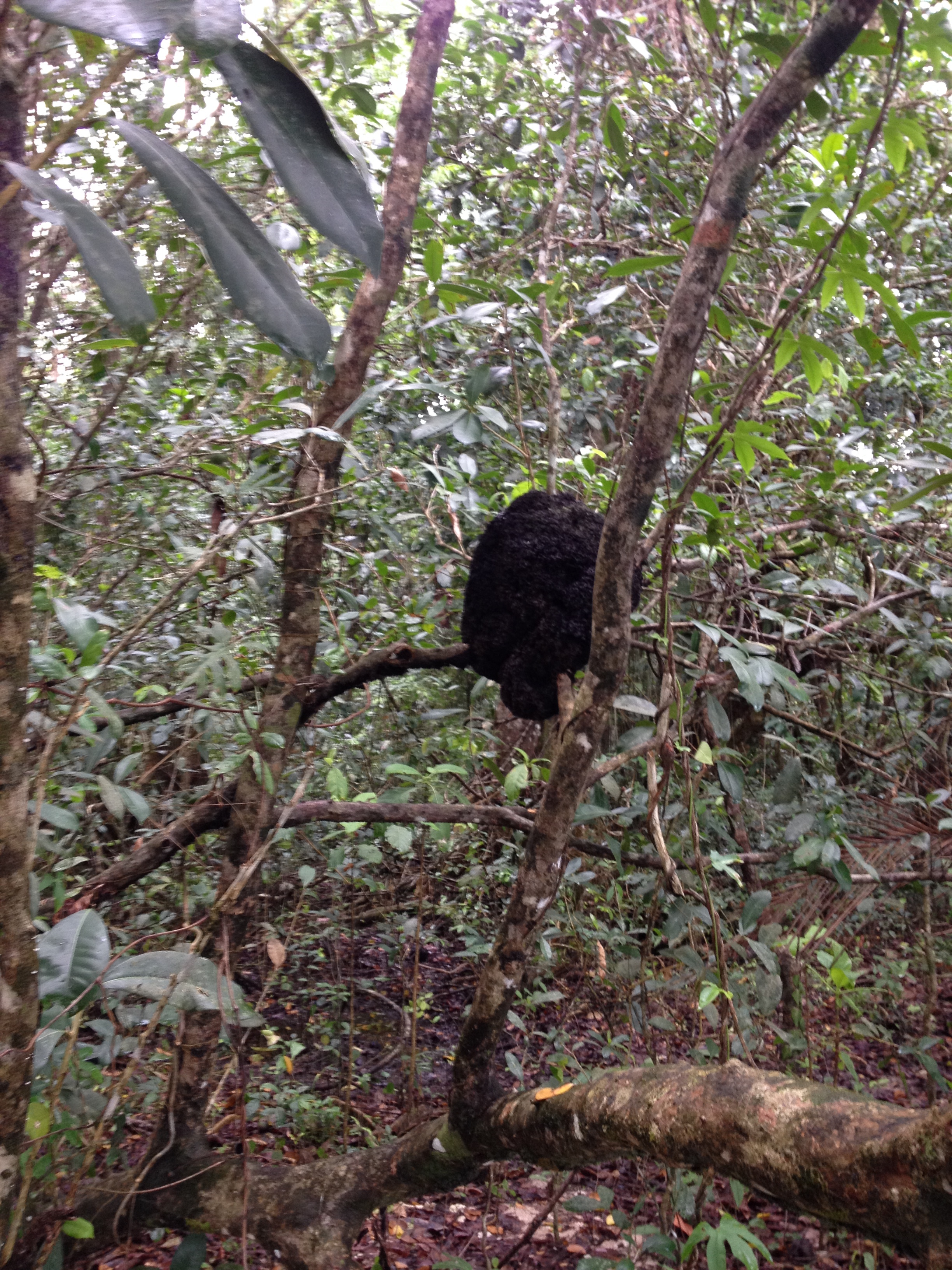 Picture Costa Rica Cahuita 2015-03 251 - Tours Cahuita