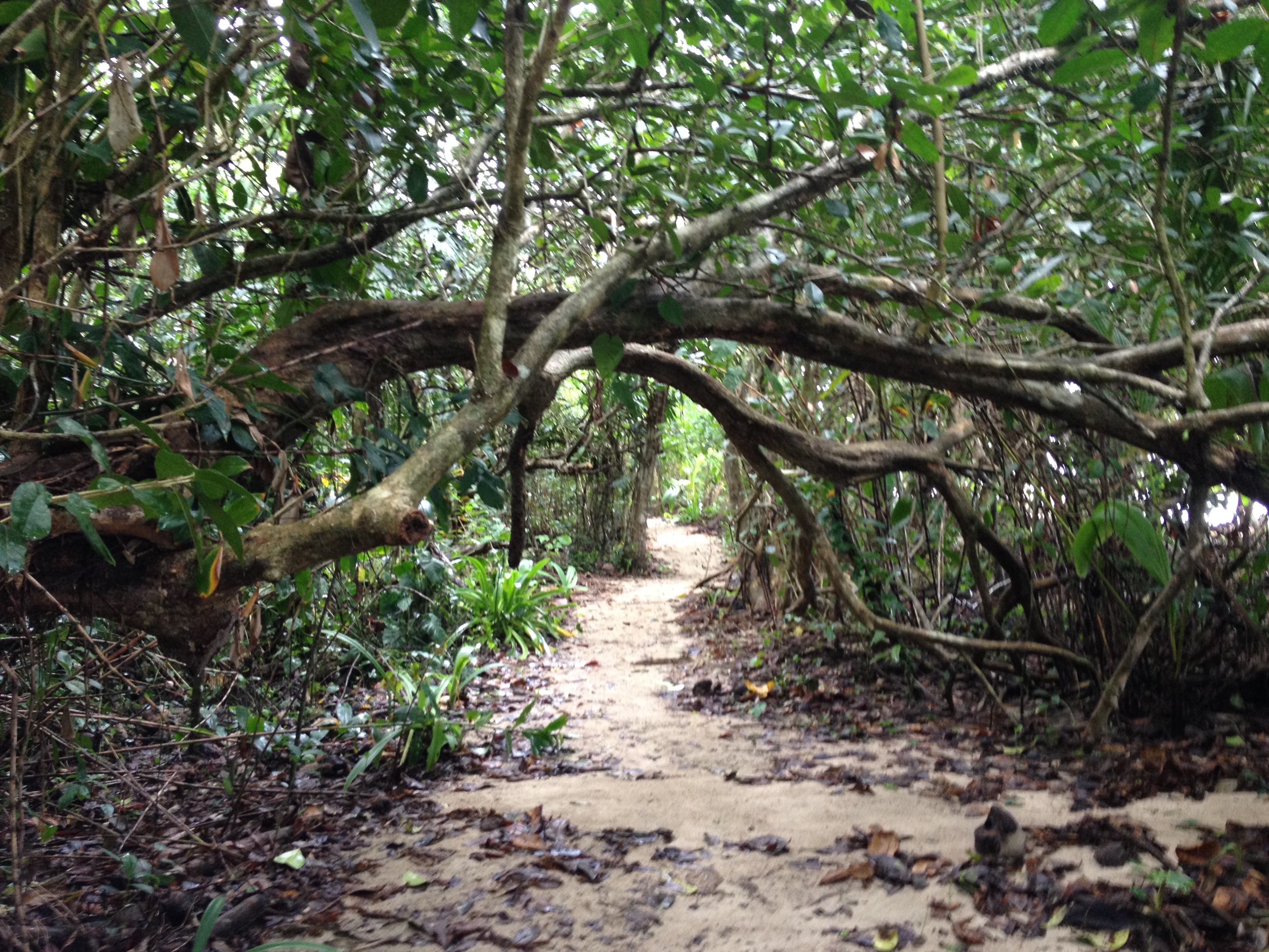 Picture Costa Rica Cahuita 2015-03 264 - Journey Cahuita