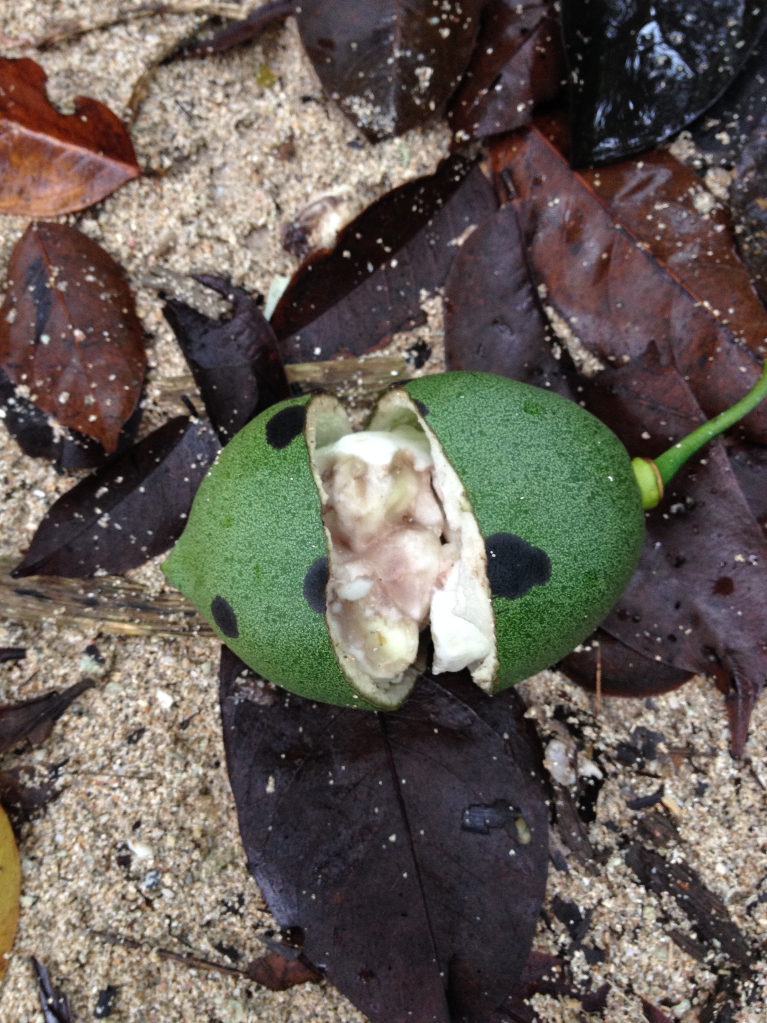 Picture Costa Rica Cahuita 2015-03 31 - Tours Cahuita