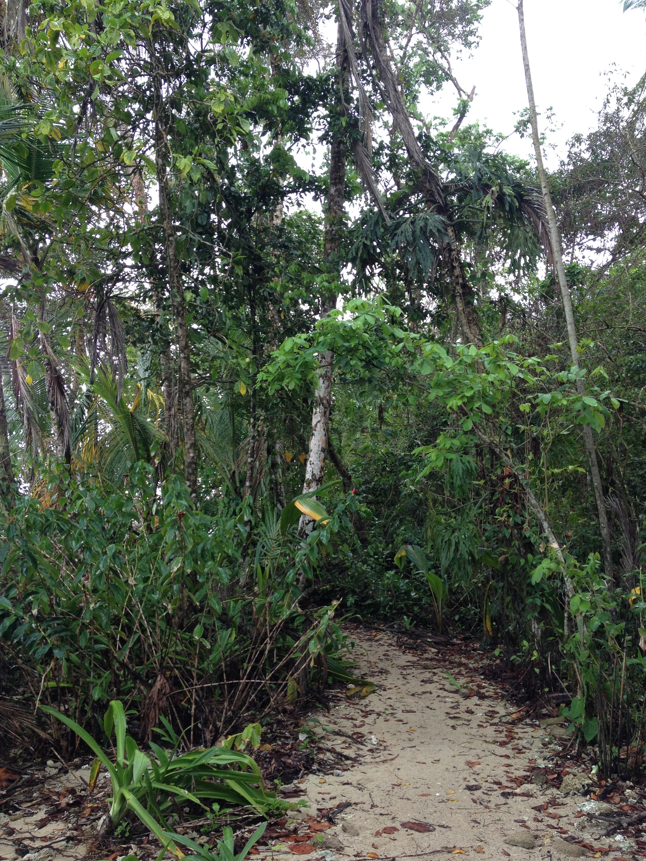 Picture Costa Rica Cahuita 2015-03 265 - Tours Cahuita