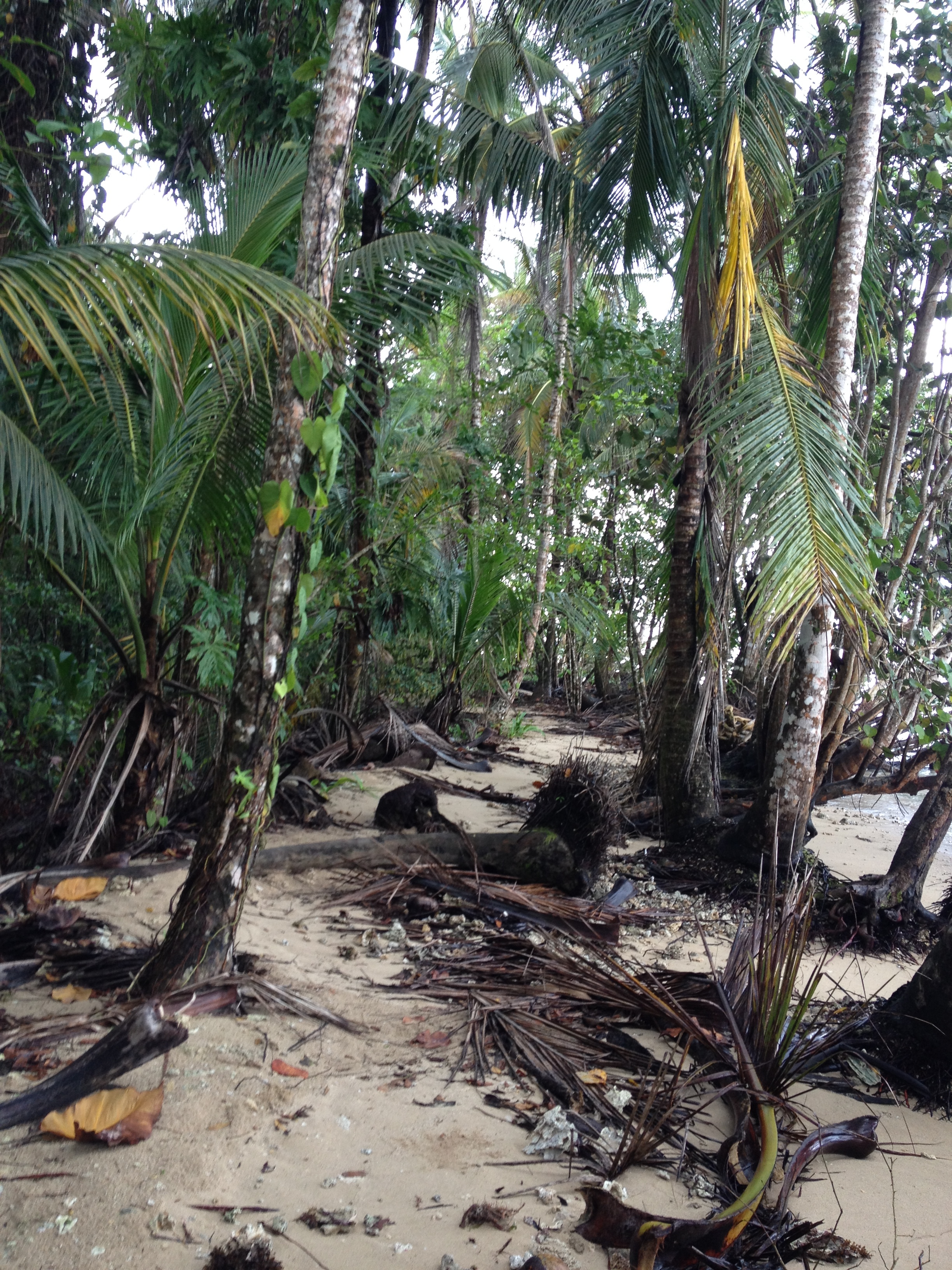 Picture Costa Rica Cahuita 2015-03 51 - Around Cahuita