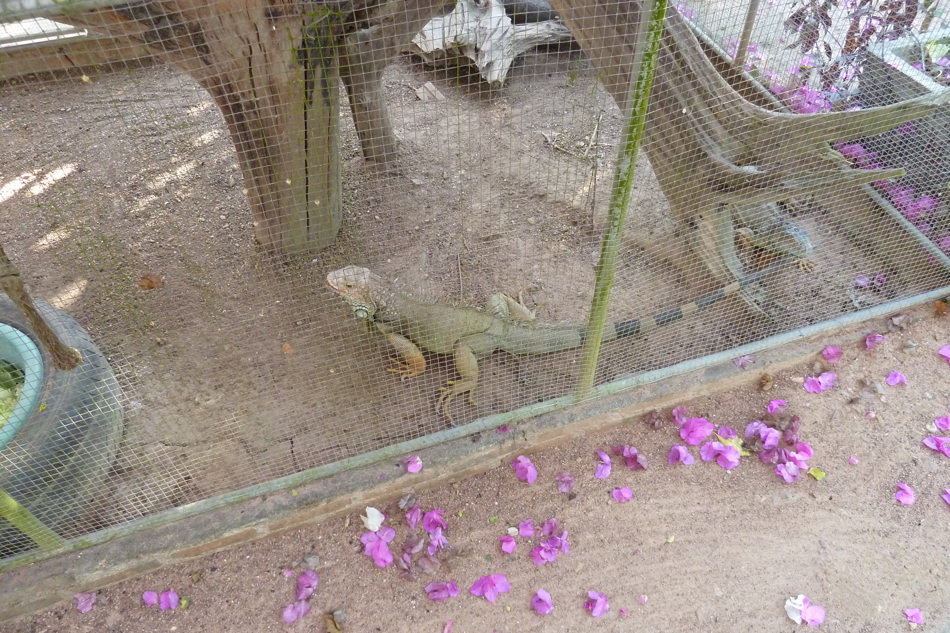 Picture Thailand Chiang Mai Mae Sa Snake Farm 2010-12 16 - Recreation Mae Sa Snake Farm