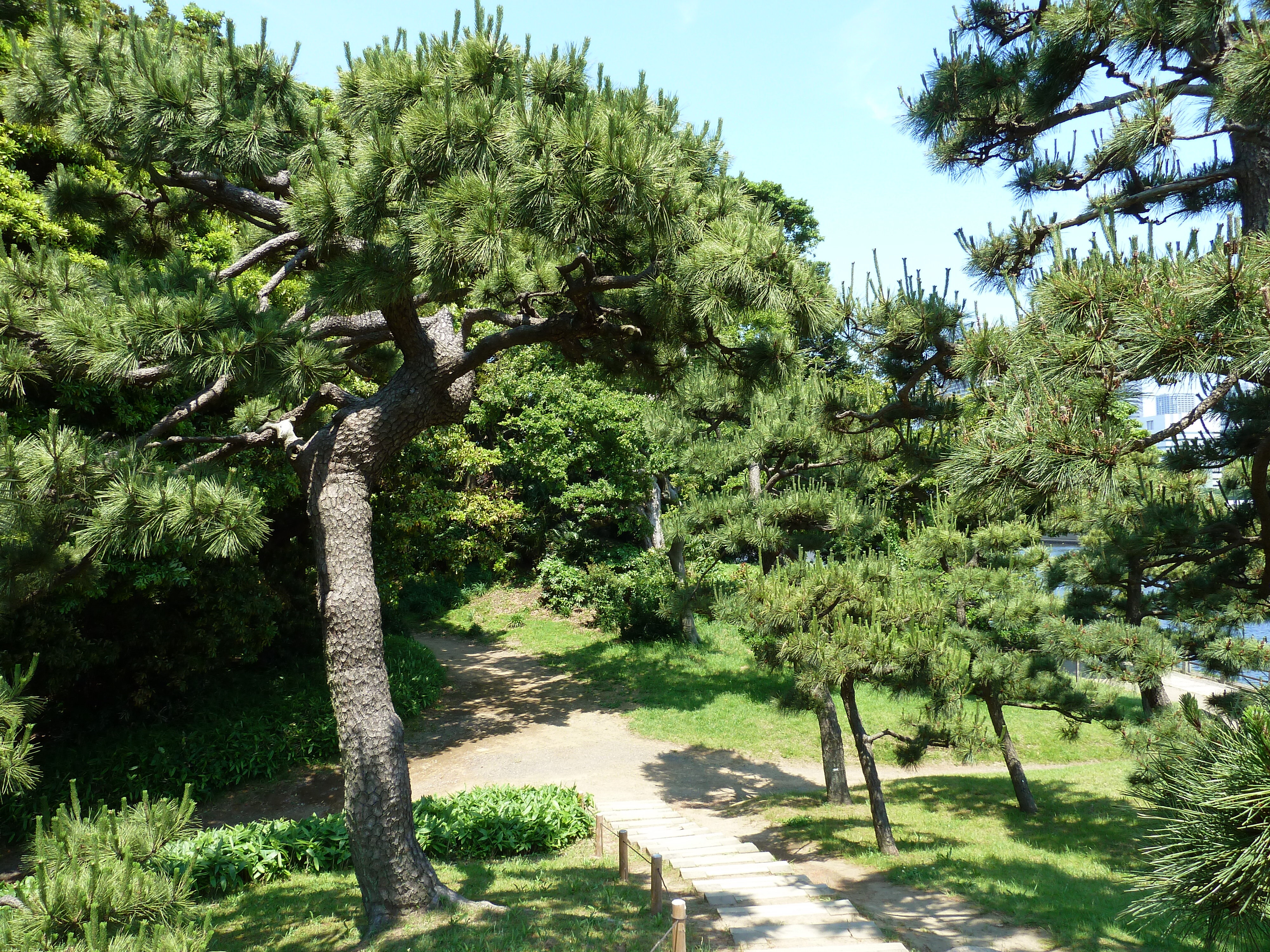 Picture Japan Tokyo Hama rikyu Gardens 2010-06 12 - Discovery Hama rikyu Gardens