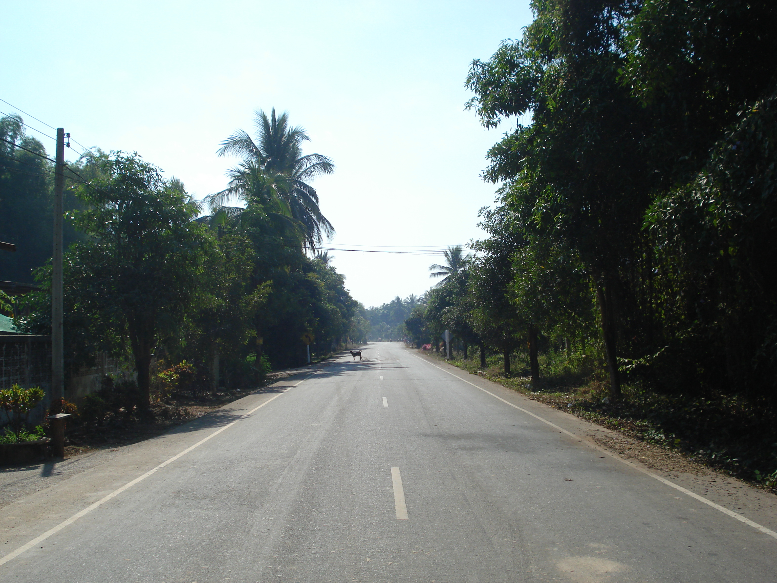 Picture Thailand Phitsanulok 2008-01 43 - Around Phitsanulok