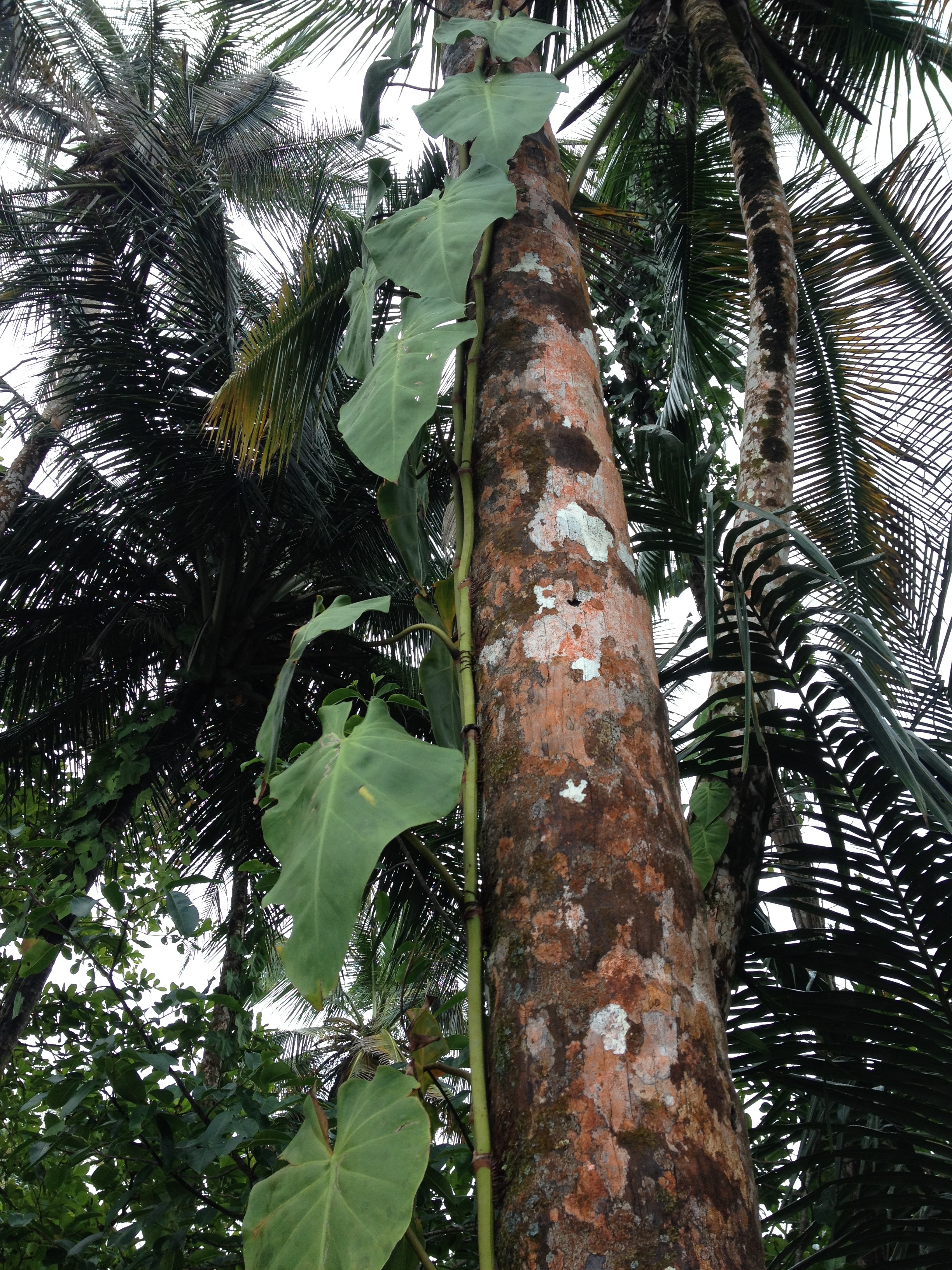 Picture Costa Rica Cahuita 2015-03 5 - History Cahuita