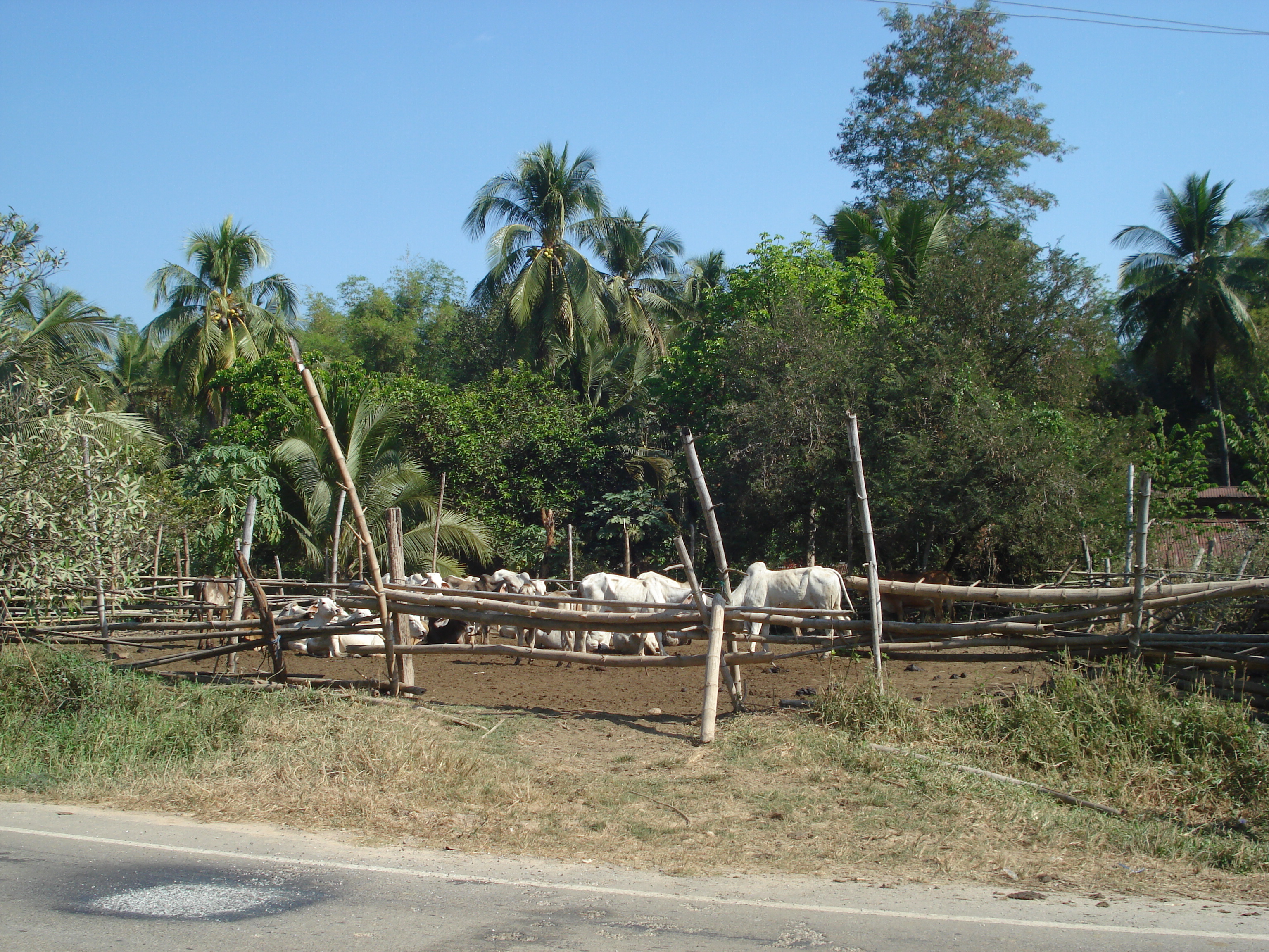 Picture Thailand Phitsanulok 2008-01 34 - Around Phitsanulok