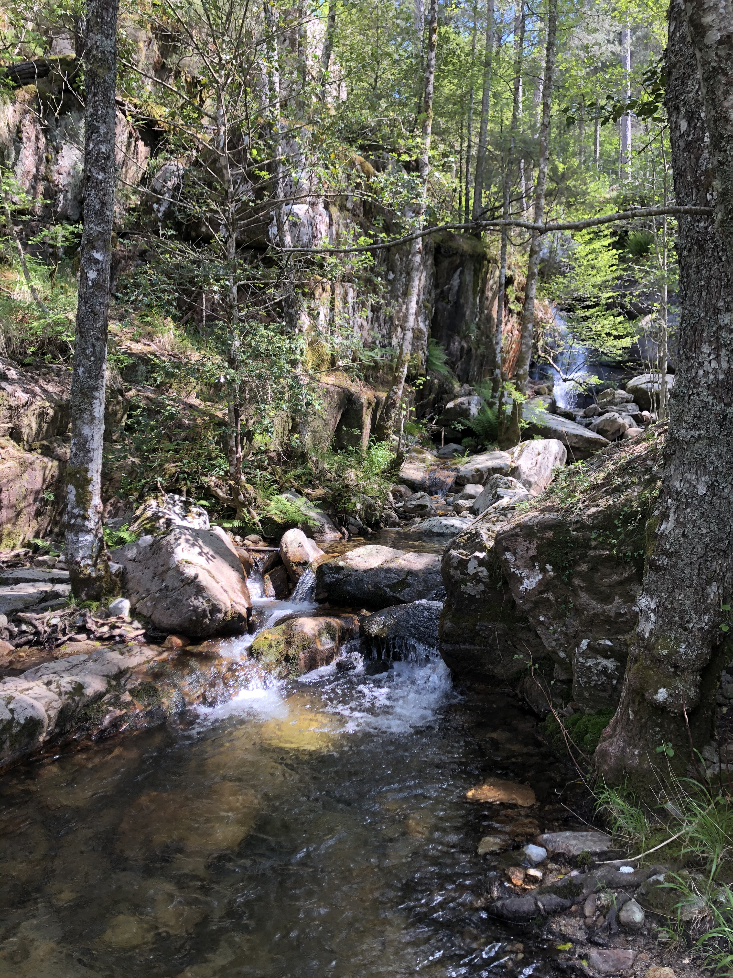 Picture France Corsica Aitone Forest 2021-06 22 - Tours Aitone Forest