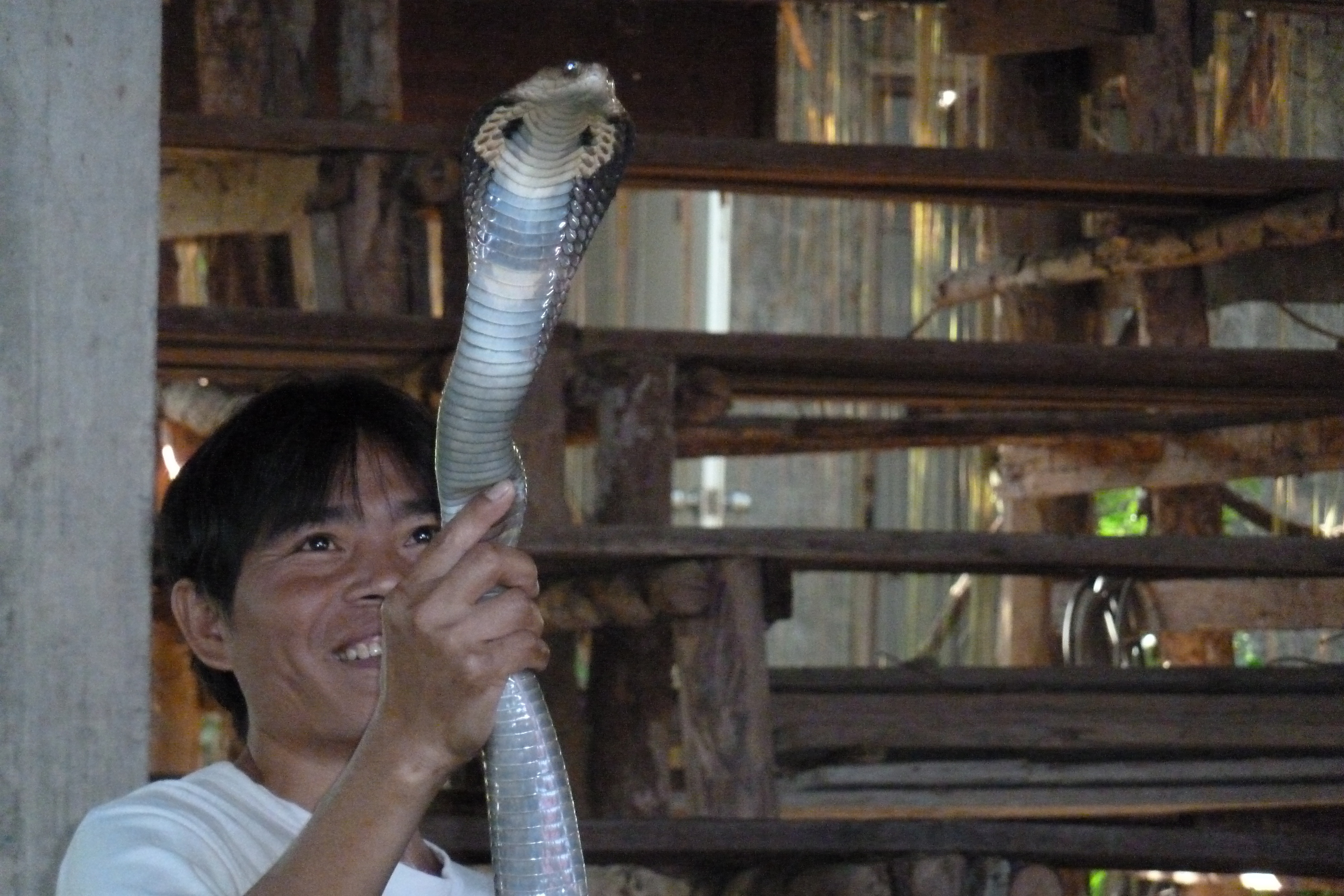 Picture Thailand Chiang Mai Mae Sa Snake Farm 2010-12 5 - Journey Mae Sa Snake Farm