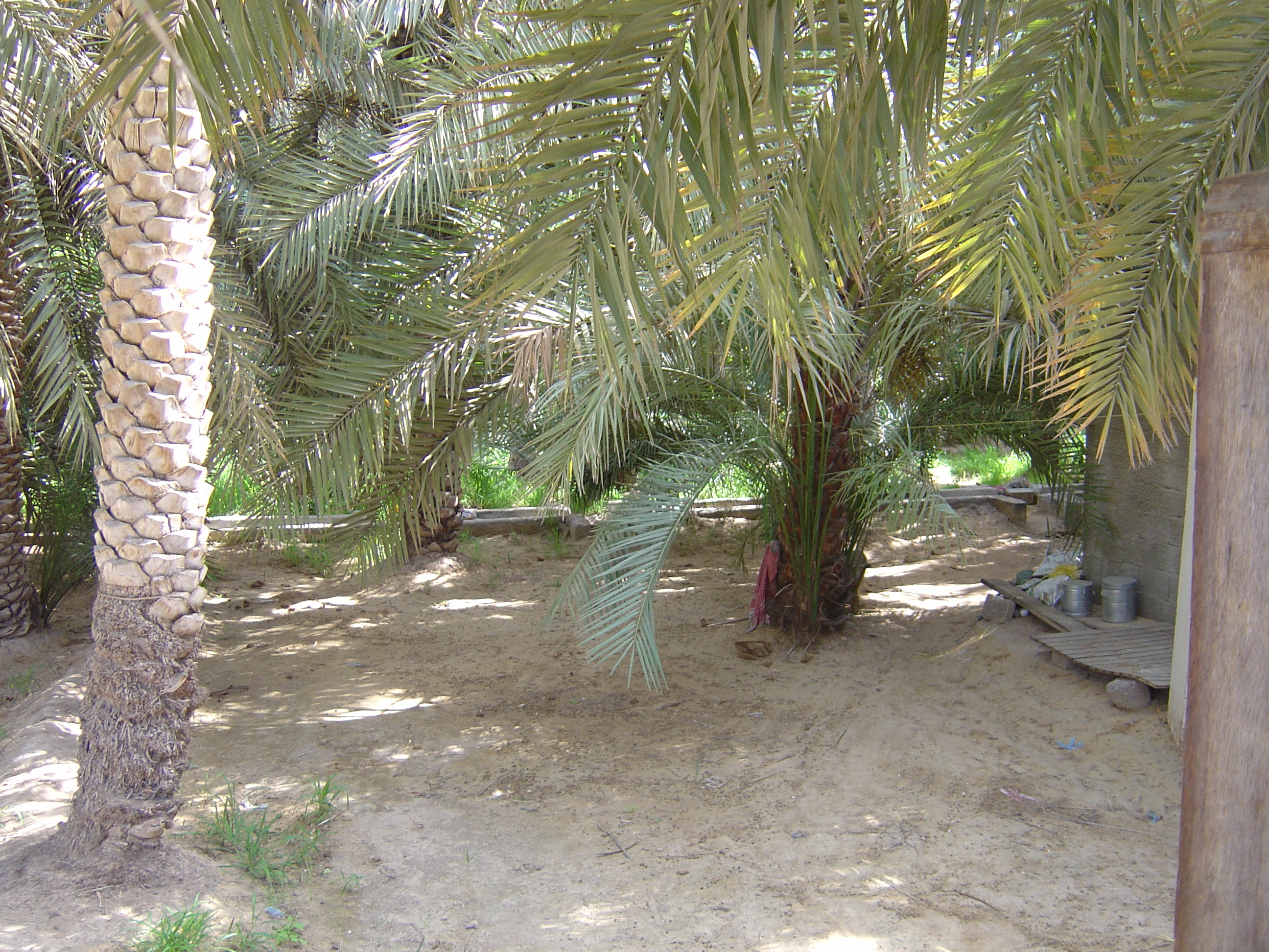 Picture United Arab Emirates Al Ain Al Ain Oasis 2005-03 21 - History Al Ain Oasis