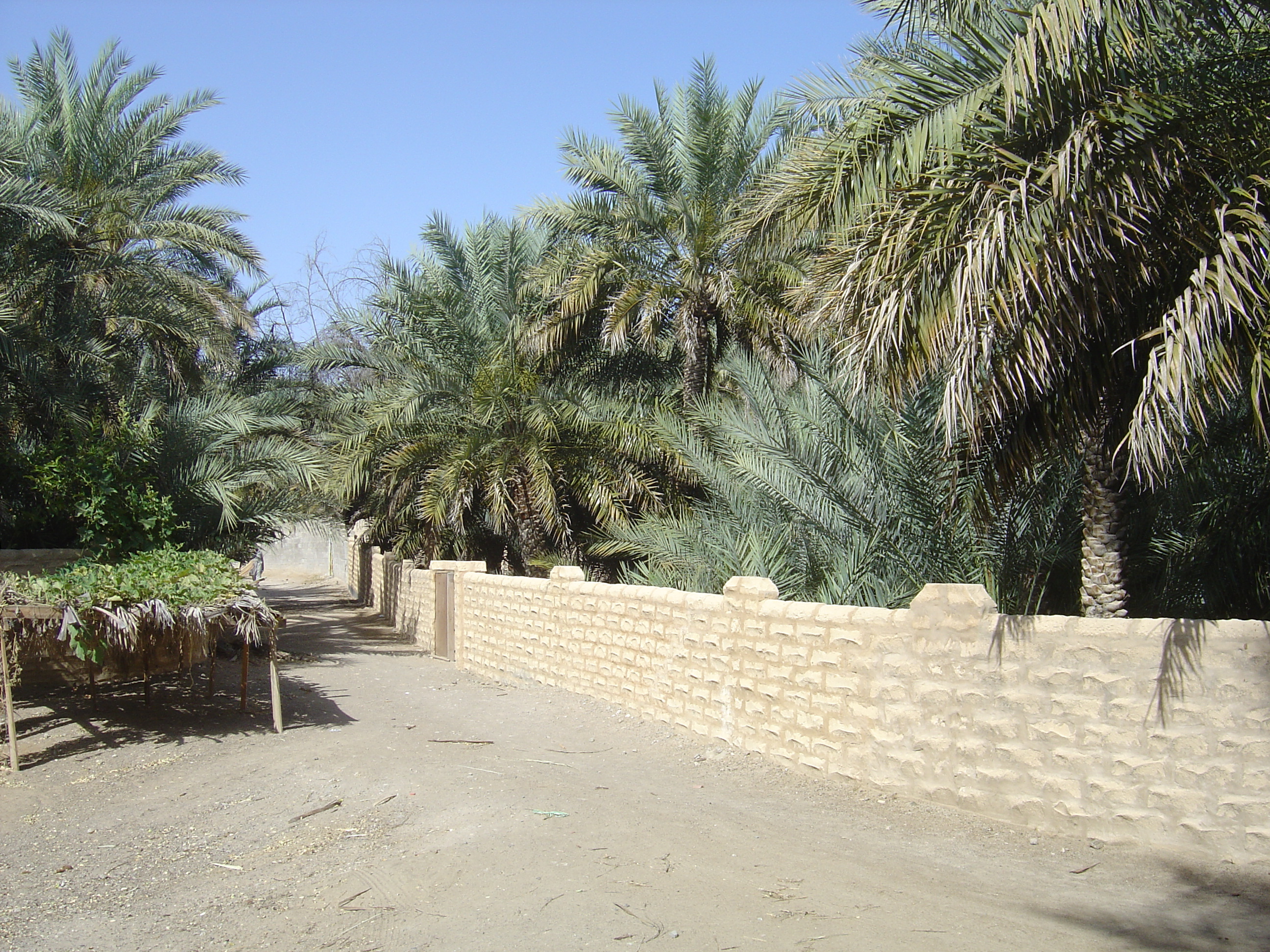 Picture United Arab Emirates Al Ain Al Ain Oasis 2005-03 25 - Recreation Al Ain Oasis