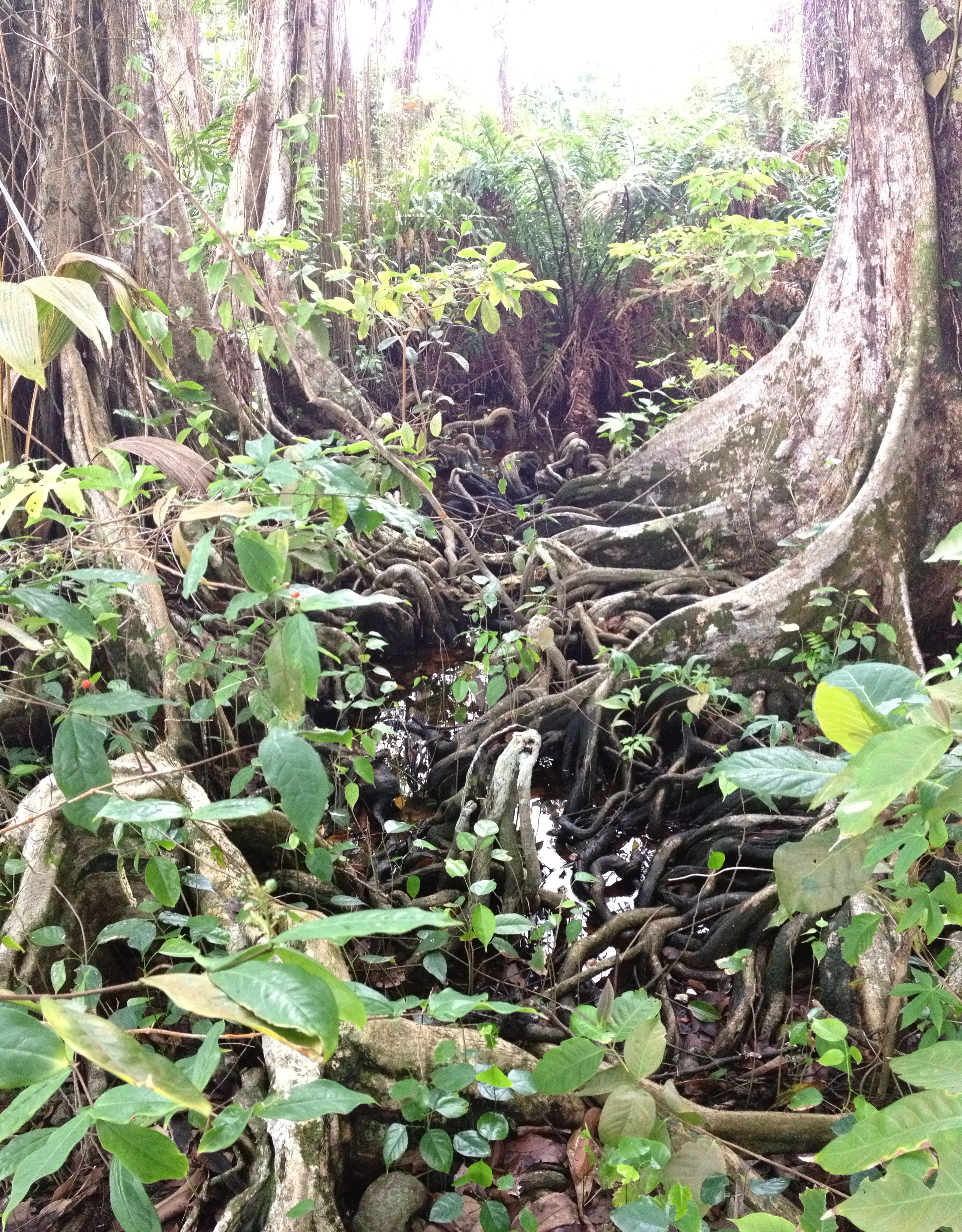 Picture Costa Rica Cahuita 2015-03 6 - Tours Cahuita