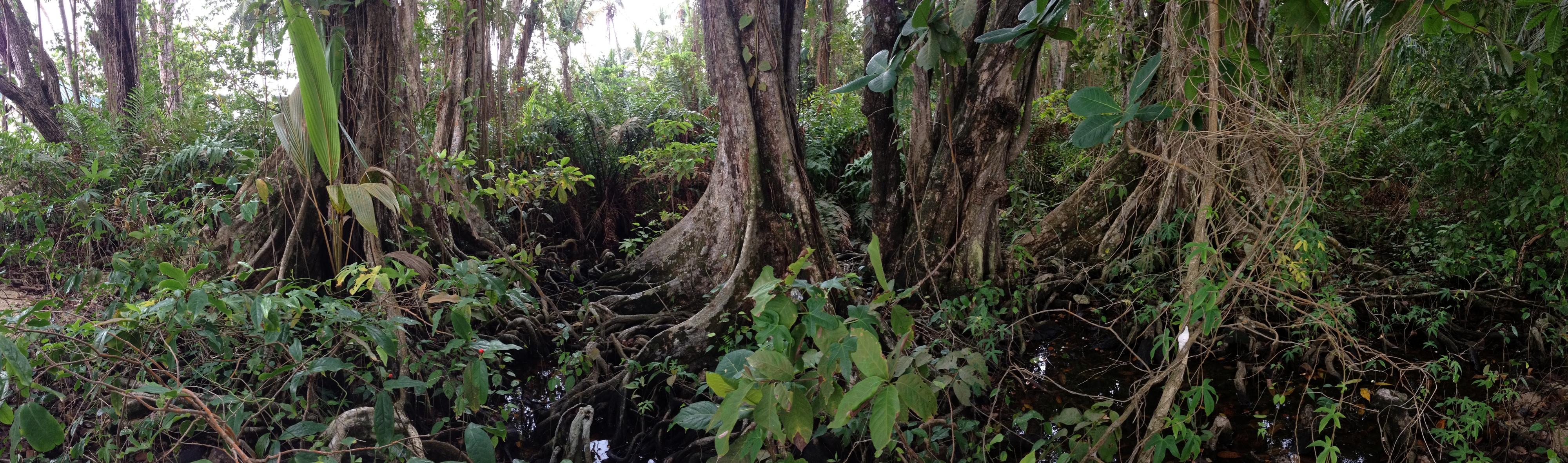 Picture Costa Rica Cahuita 2015-03 25 - History Cahuita