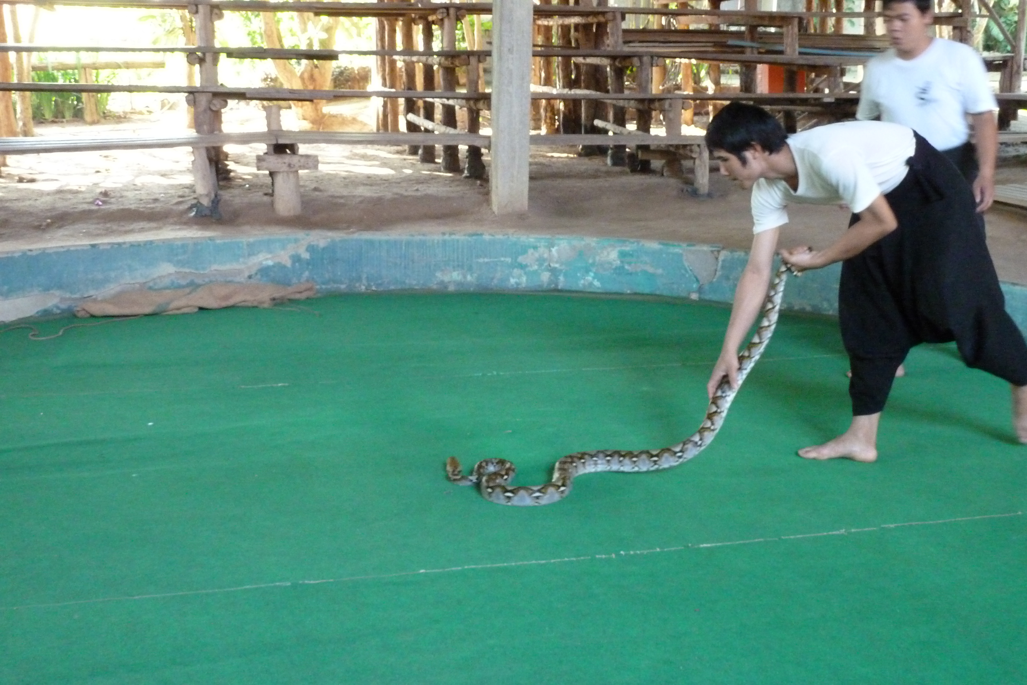 Picture Thailand Chiang Mai Mae Sa Snake Farm 2010-12 87 - Recreation Mae Sa Snake Farm