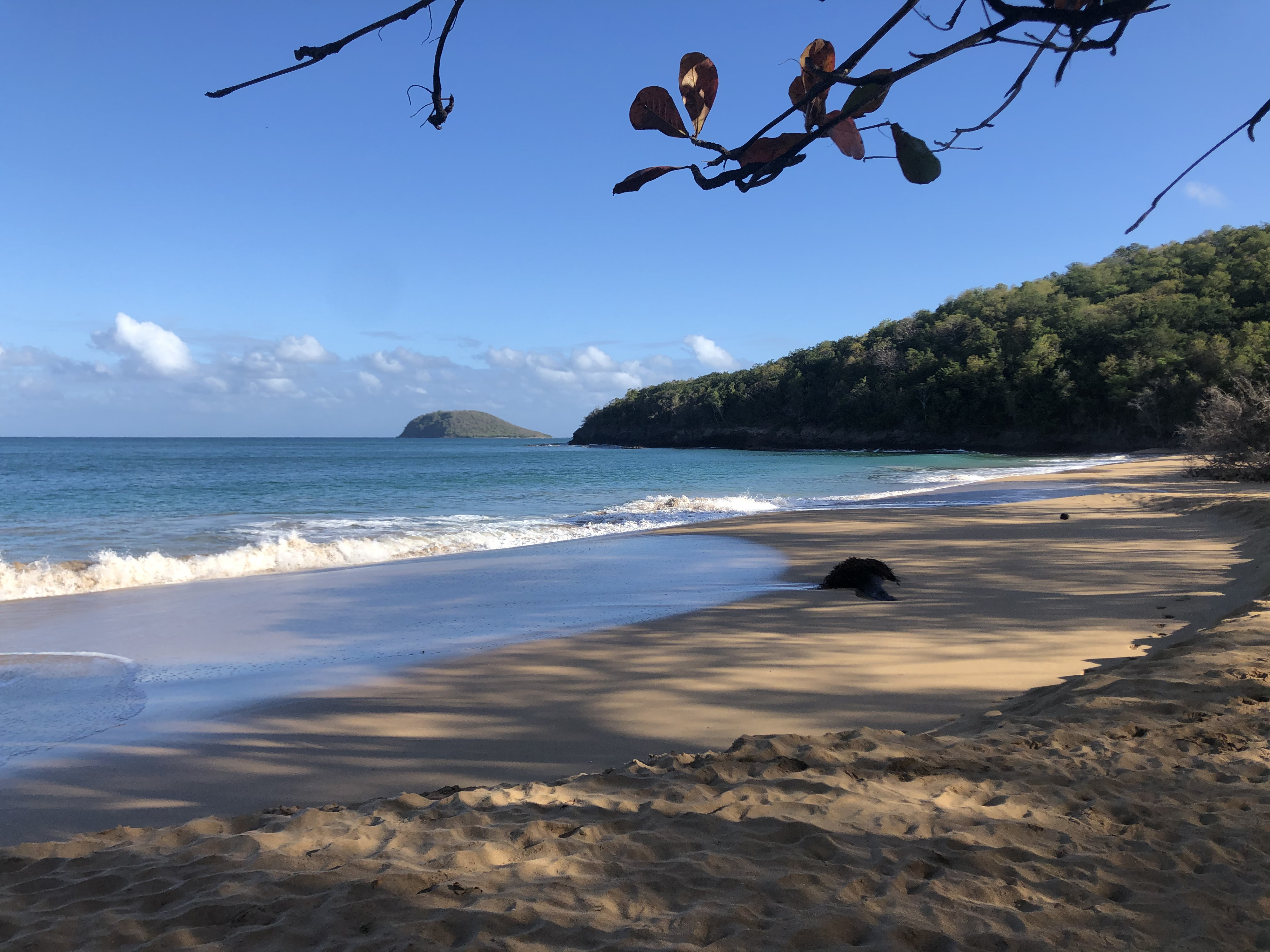 Picture Guadeloupe La Perle Beach 2021-02 48 - Tour La Perle Beach