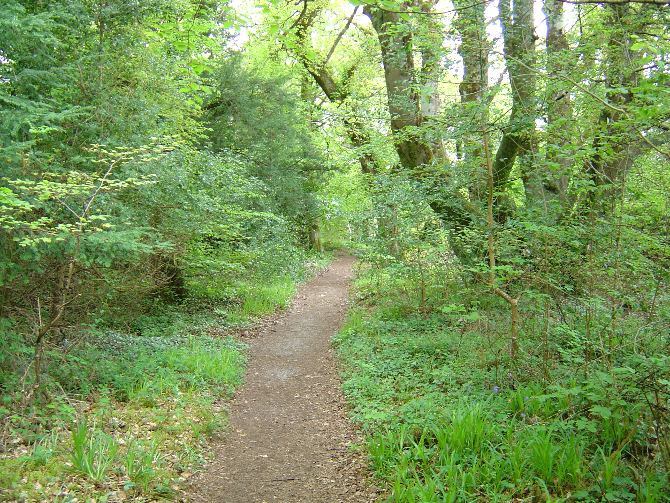 Picture Ireland Kerry Killarney National Park Muckross Lake 2004-05 11 - Recreation Muckross Lake