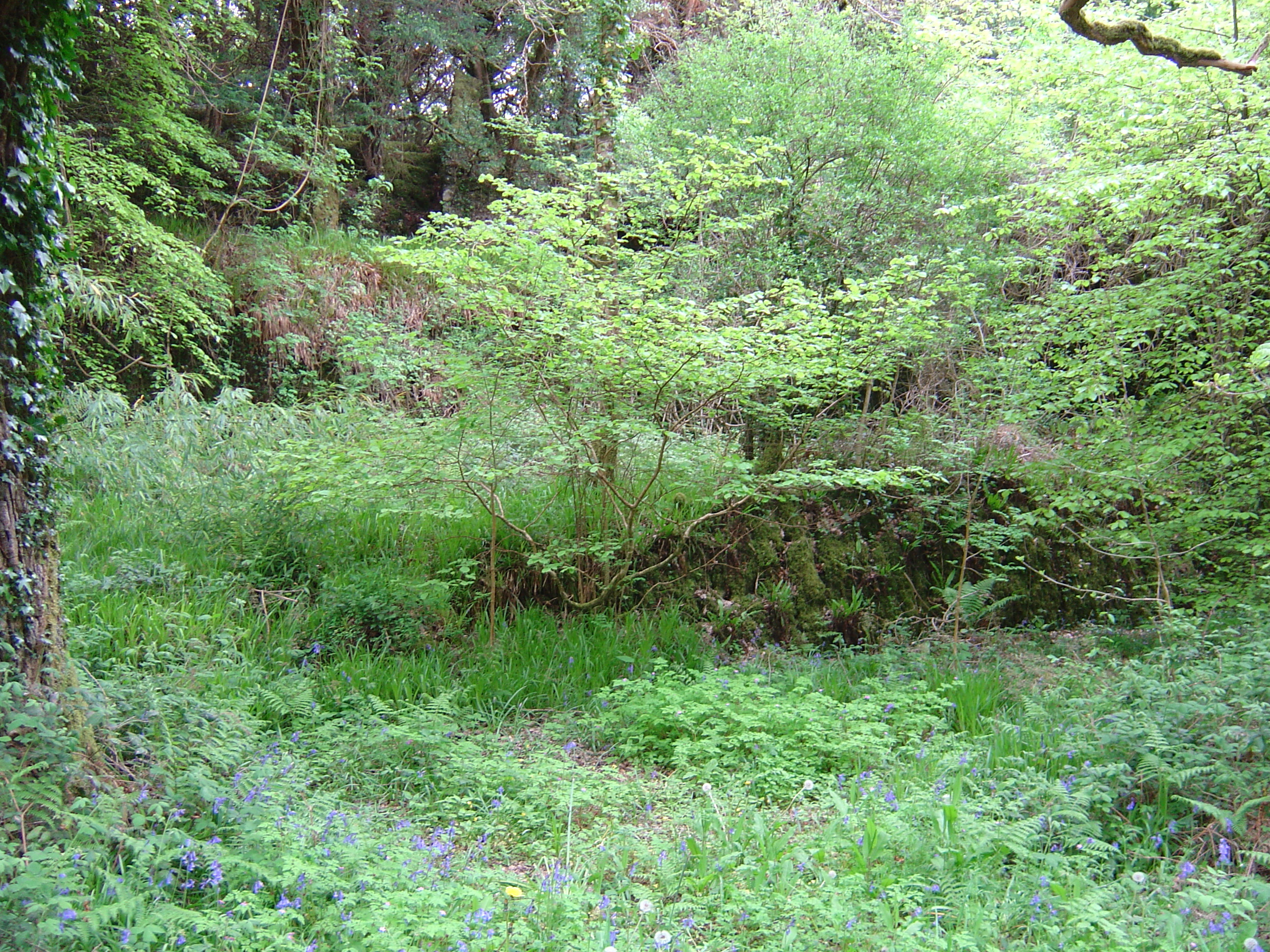 Picture Ireland Kerry Killarney National Park Muckross Lake 2004-05 23 - Discovery Muckross Lake