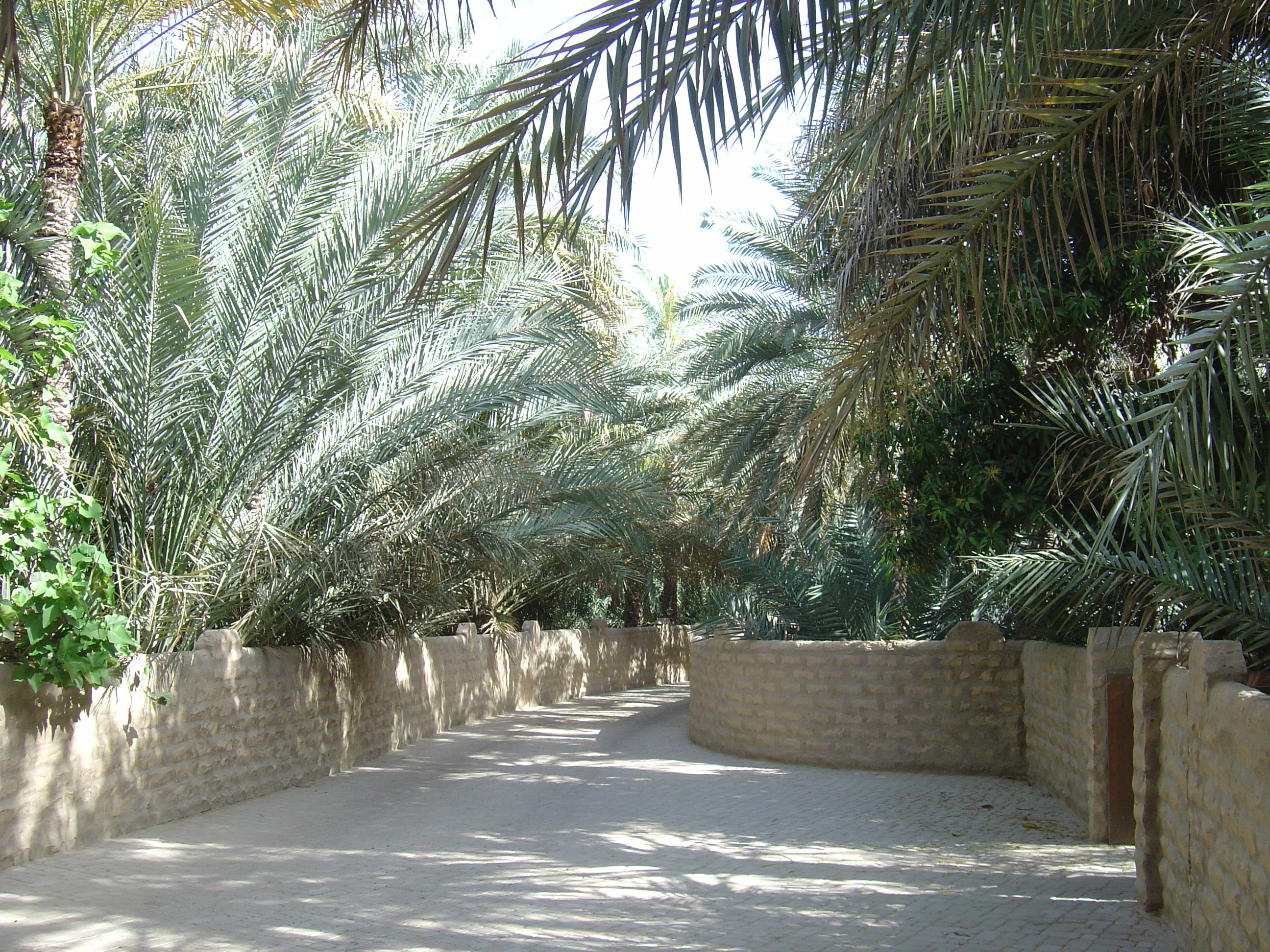 Picture United Arab Emirates Al Ain Al Ain Oasis 2005-03 24 - Journey Al Ain Oasis