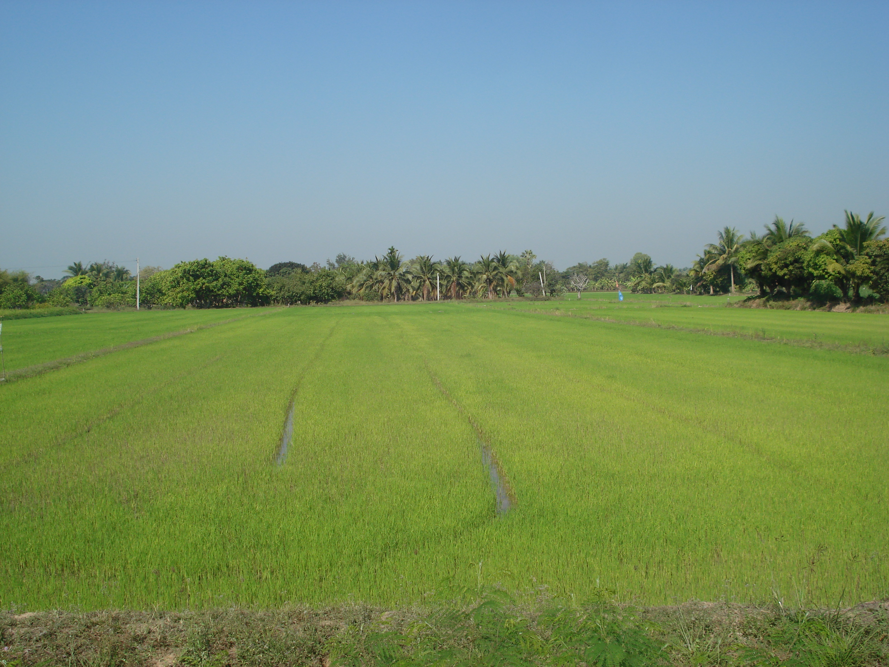 Picture Thailand Phitsanulok 2008-01 20 - Journey Phitsanulok