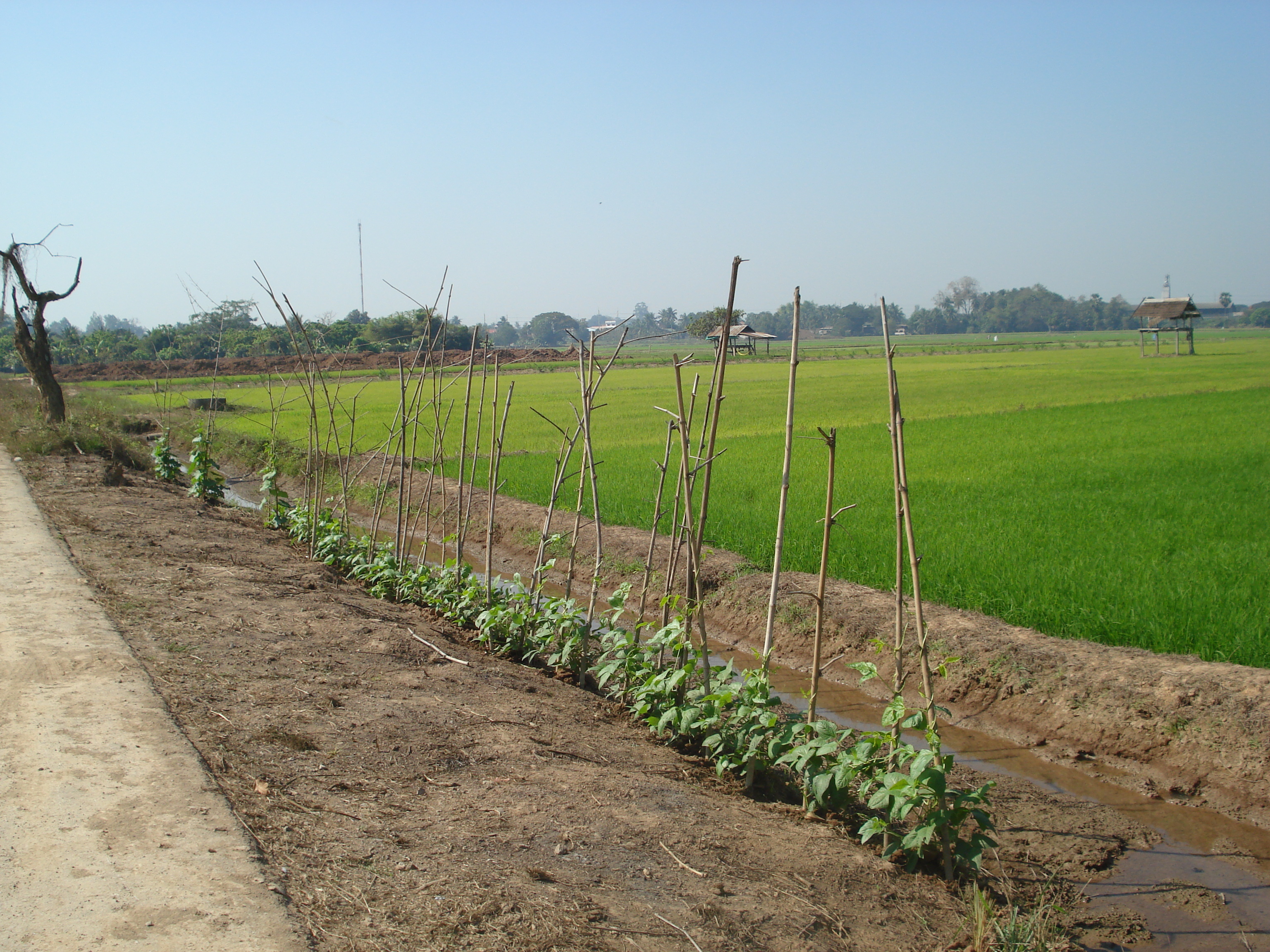 Picture Thailand Phitsanulok 2008-01 9 - History Phitsanulok