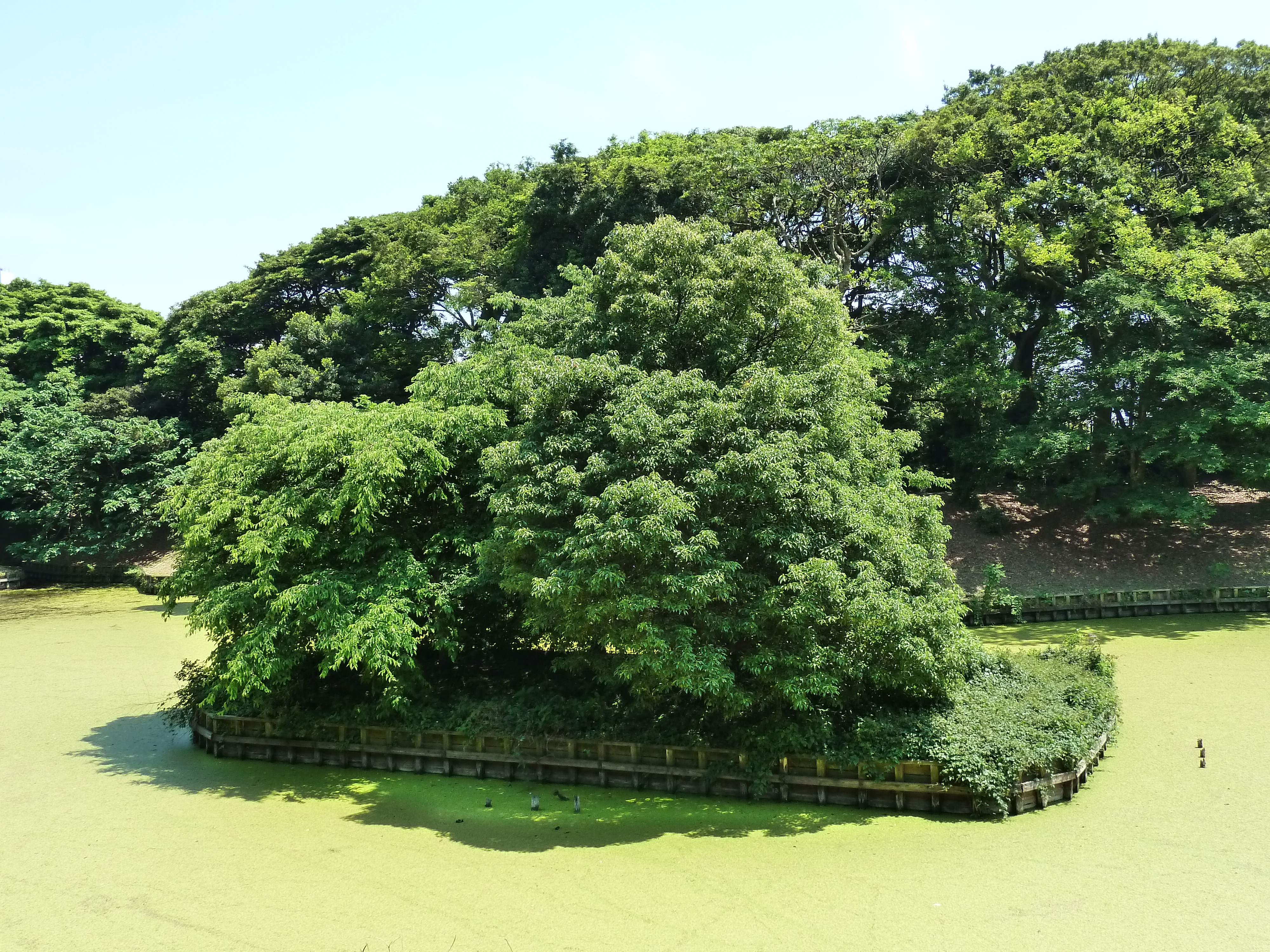 Picture Japan Tokyo Hama rikyu Gardens 2010-06 67 - Journey Hama rikyu Gardens