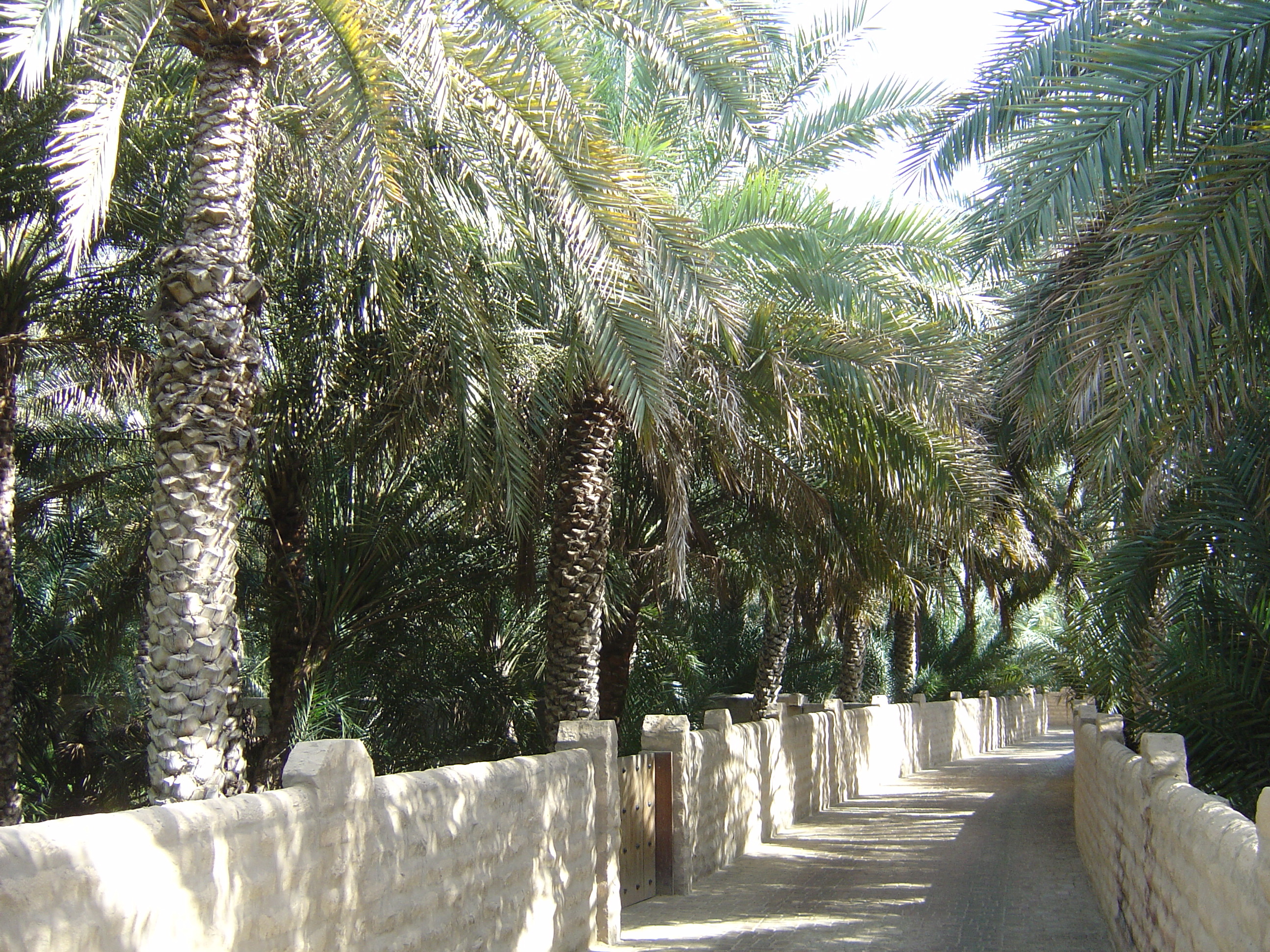 Picture United Arab Emirates Al Ain Al Ain Oasis 2005-03 14 - Tour Al Ain Oasis