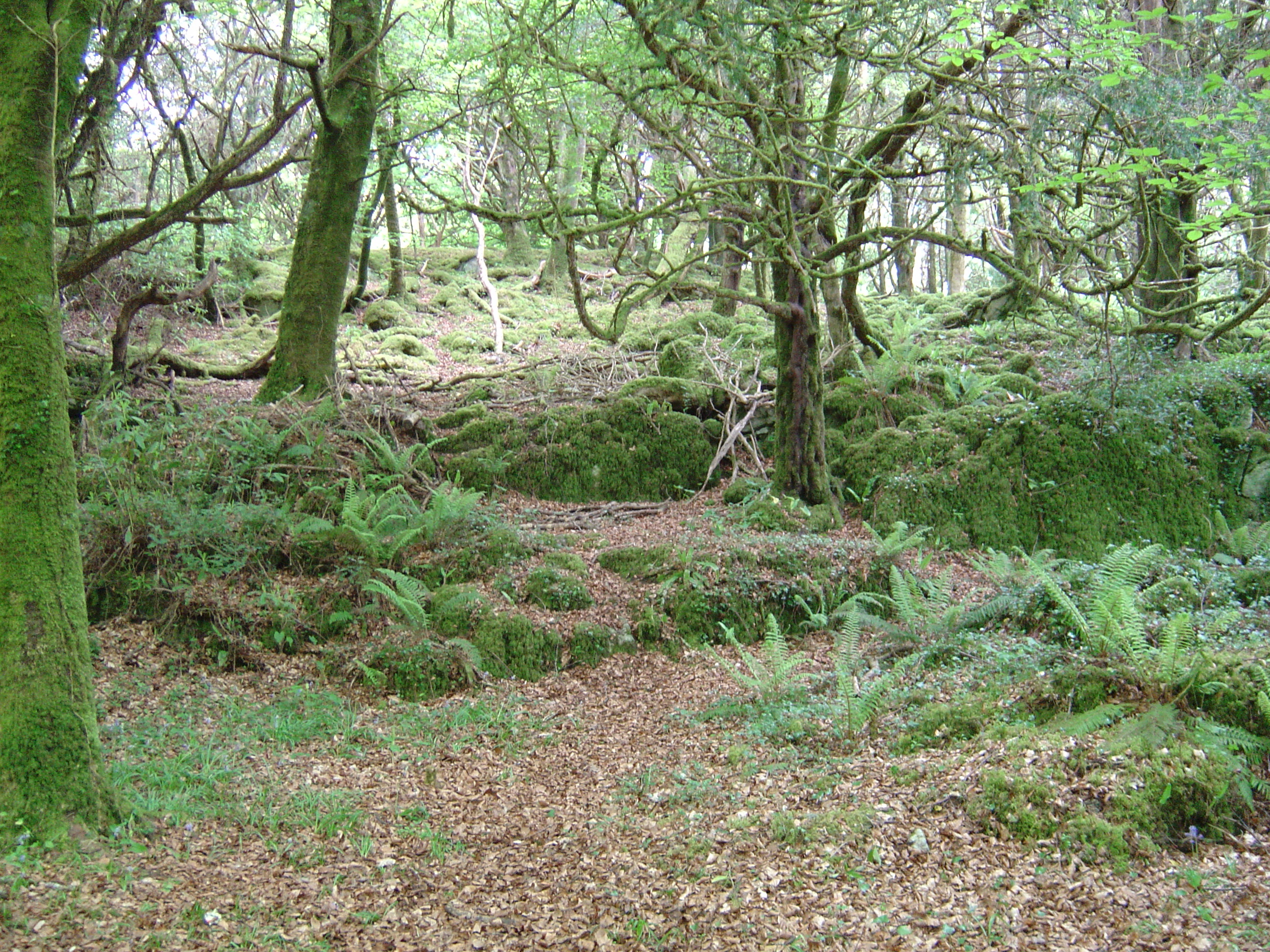 Picture Ireland Kerry Killarney National Park Muckross Lake 2004-05 12 - Tour Muckross Lake