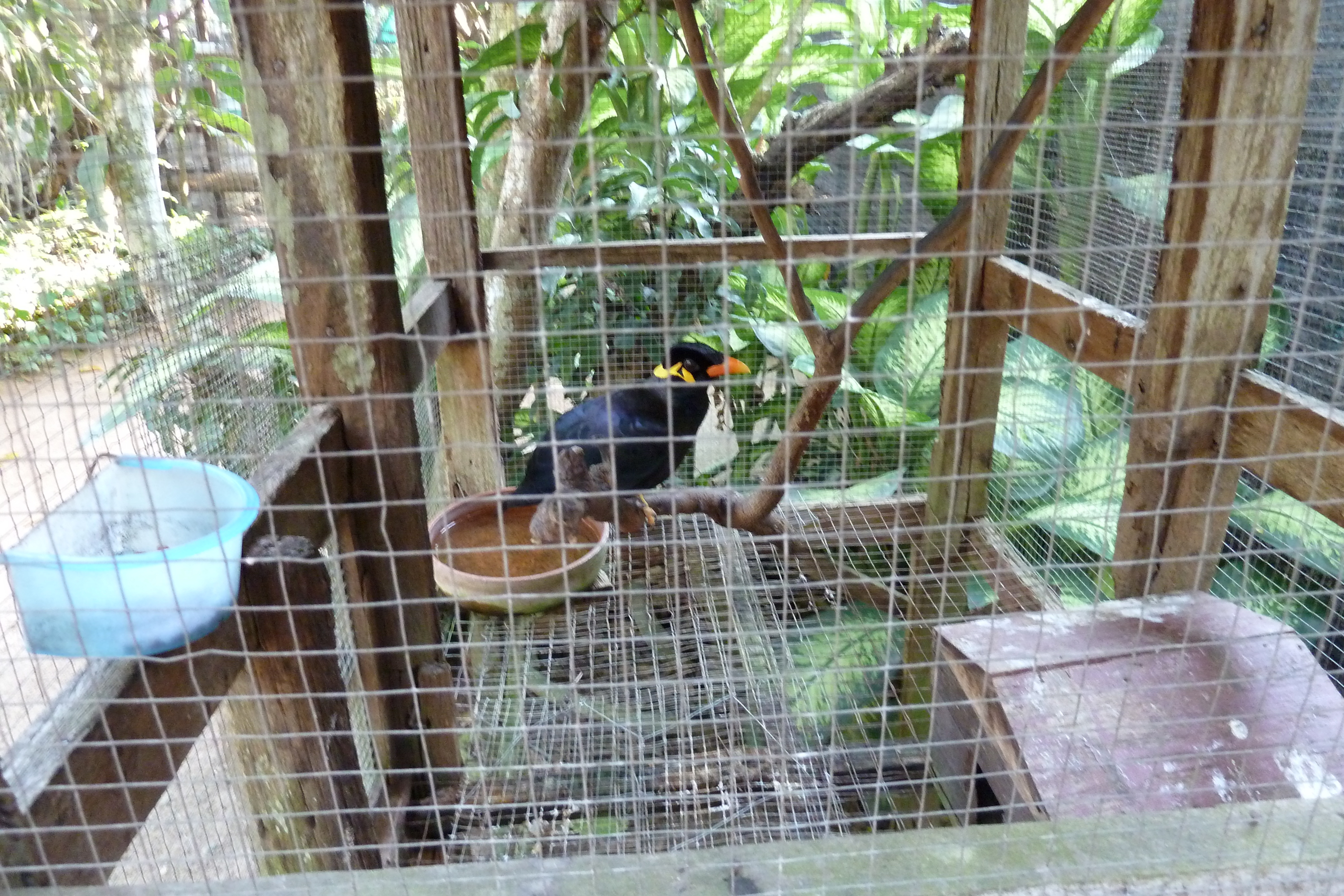 Picture Thailand Chiang Mai Mae Sa Snake Farm 2010-12 86 - Around Mae Sa Snake Farm