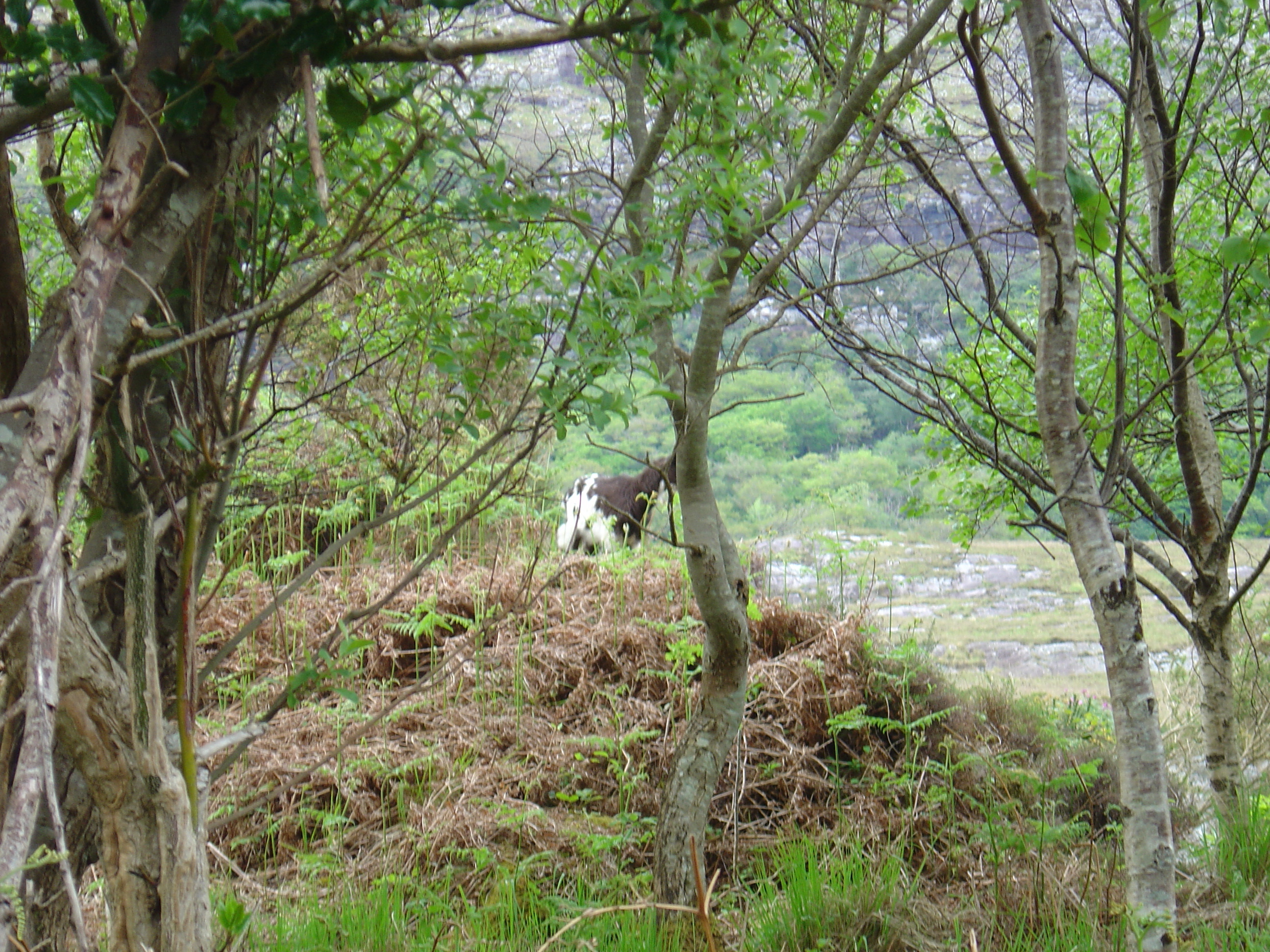 Picture Ireland Kerry Killarney National Park 2004-05 15 - Tour Killarney National Park