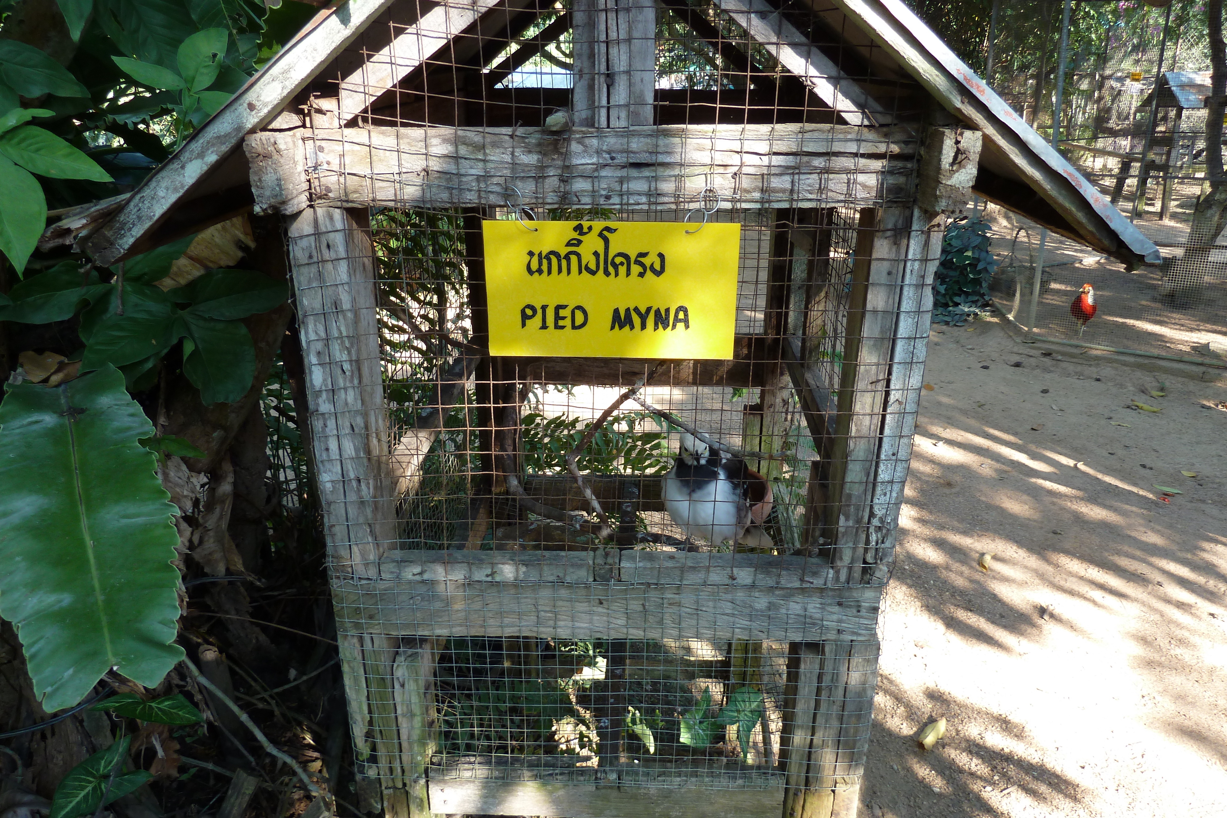 Picture Thailand Chiang Mai Mae Sa Snake Farm 2010-12 19 - History Mae Sa Snake Farm