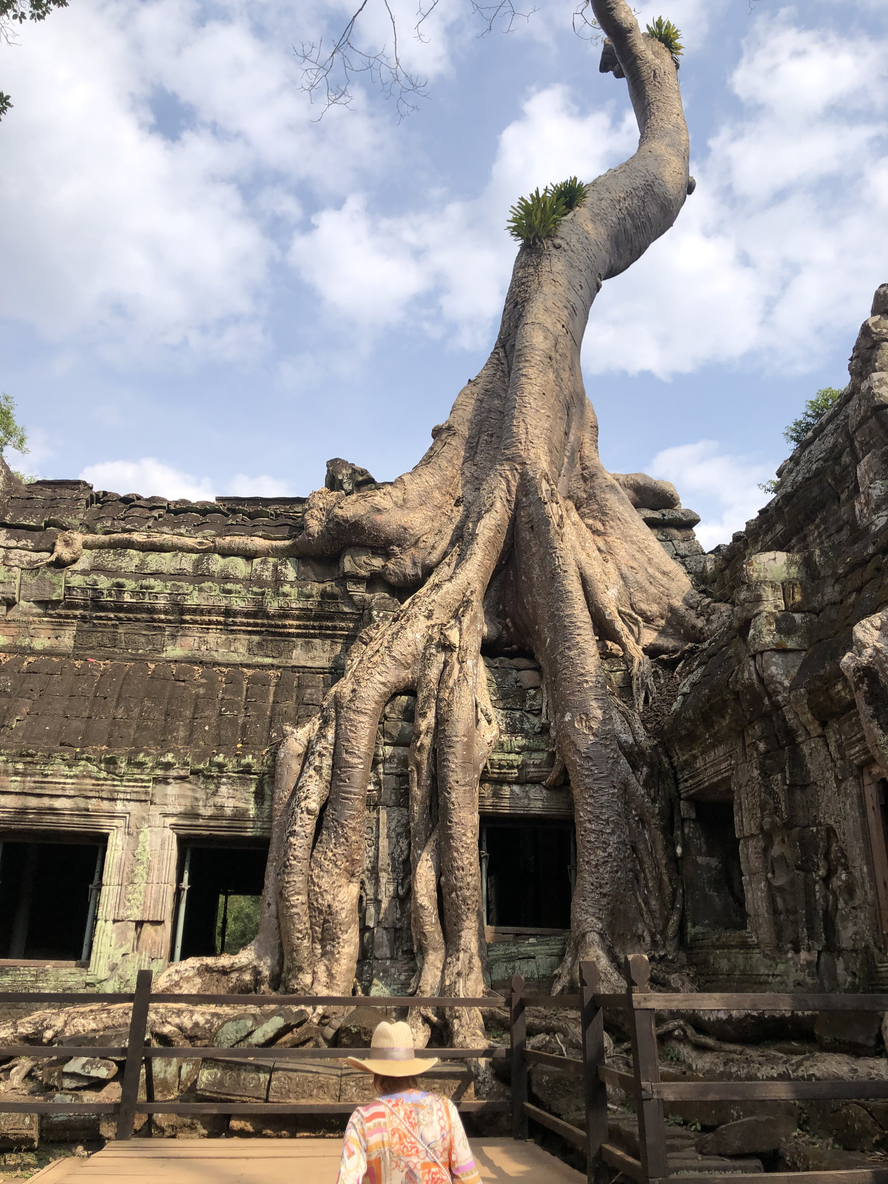 Picture Cambodia Siem Reap Ta Prohm 2023-01 74 - Tour Ta Prohm