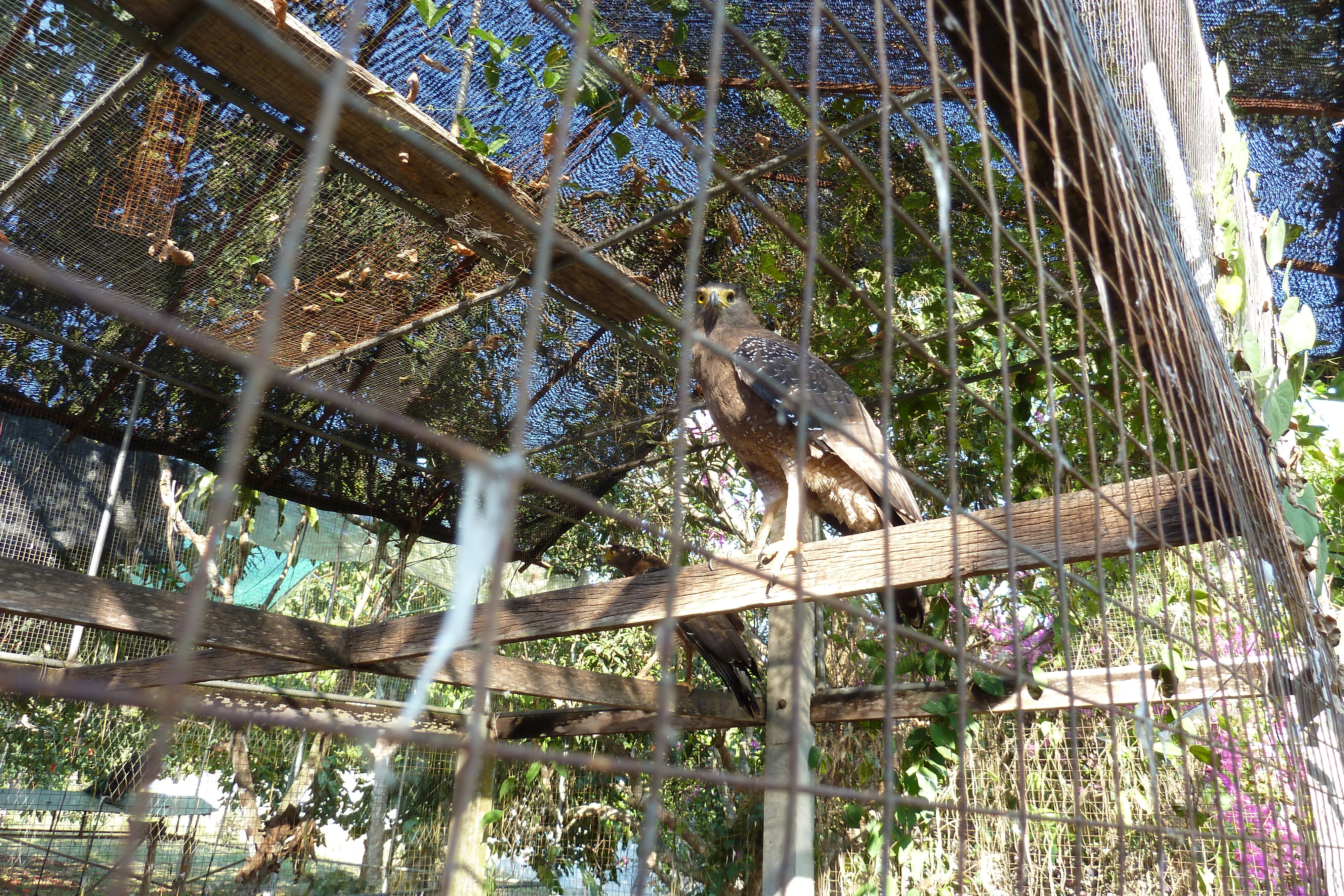 Picture Thailand Chiang Mai Mae Sa Snake Farm 2010-12 60 - Tour Mae Sa Snake Farm