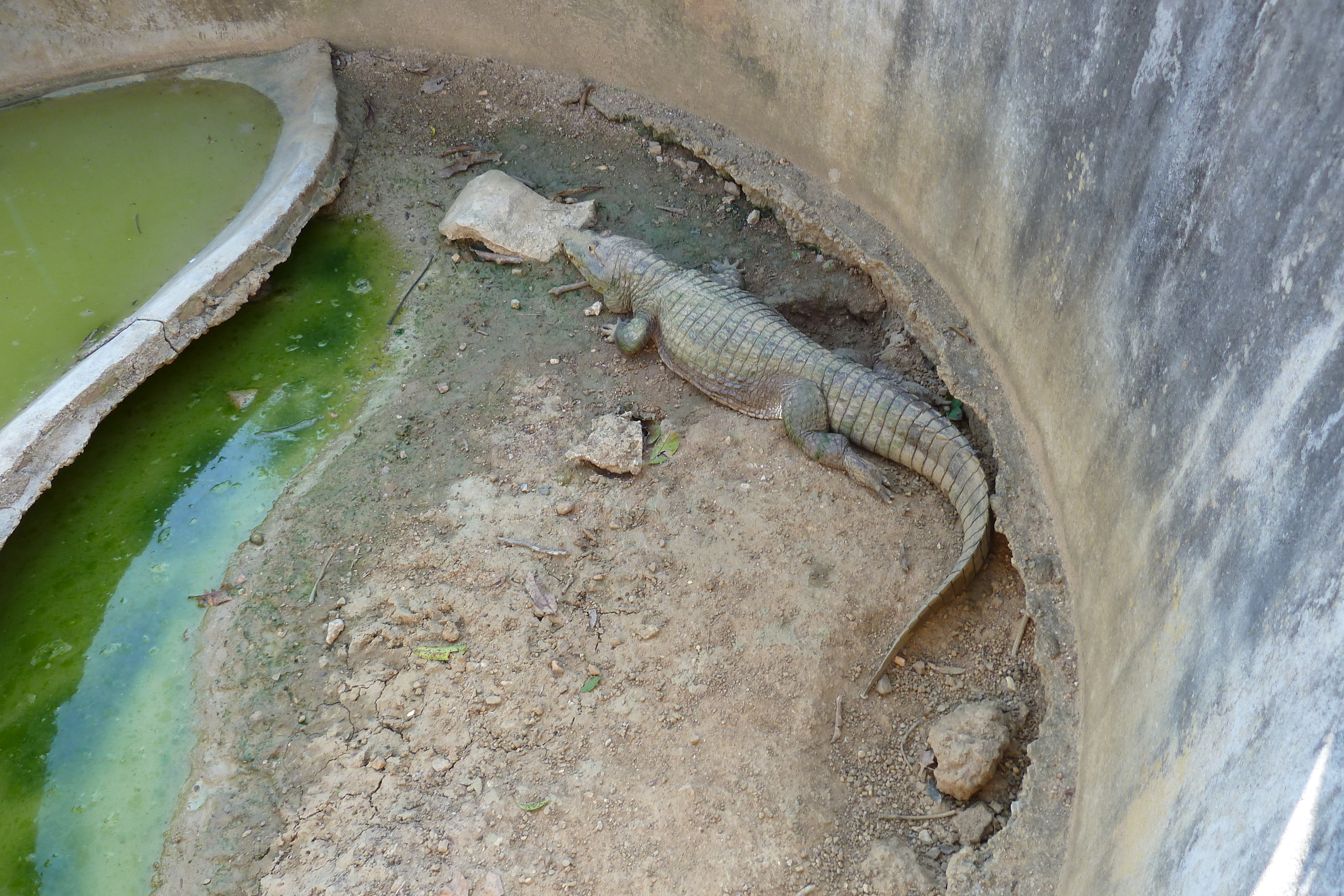 Picture Thailand Chiang Mai Mae Sa Snake Farm 2010-12 49 - Journey Mae Sa Snake Farm