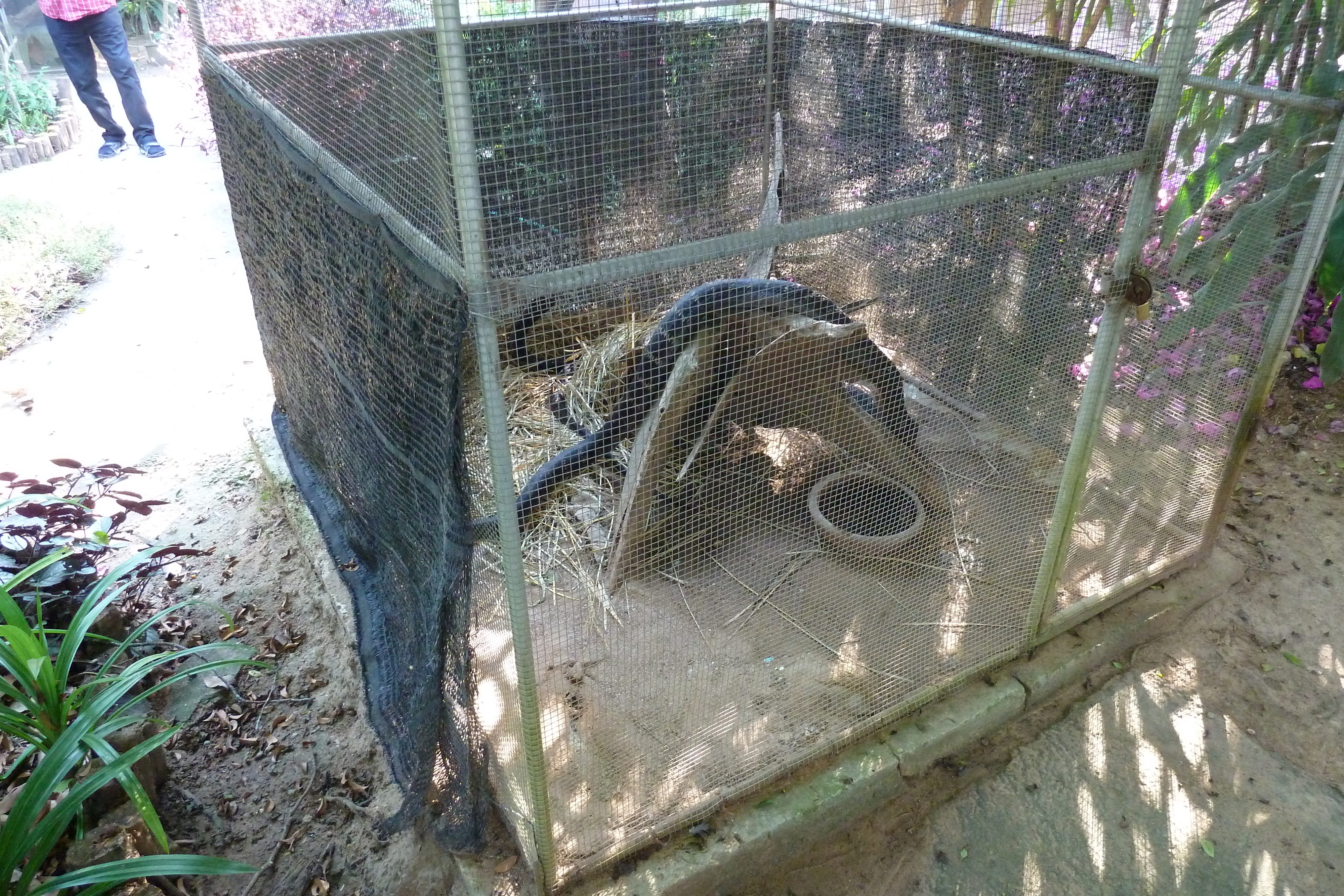 Picture Thailand Chiang Mai Mae Sa Snake Farm 2010-12 48 - Tour Mae Sa Snake Farm