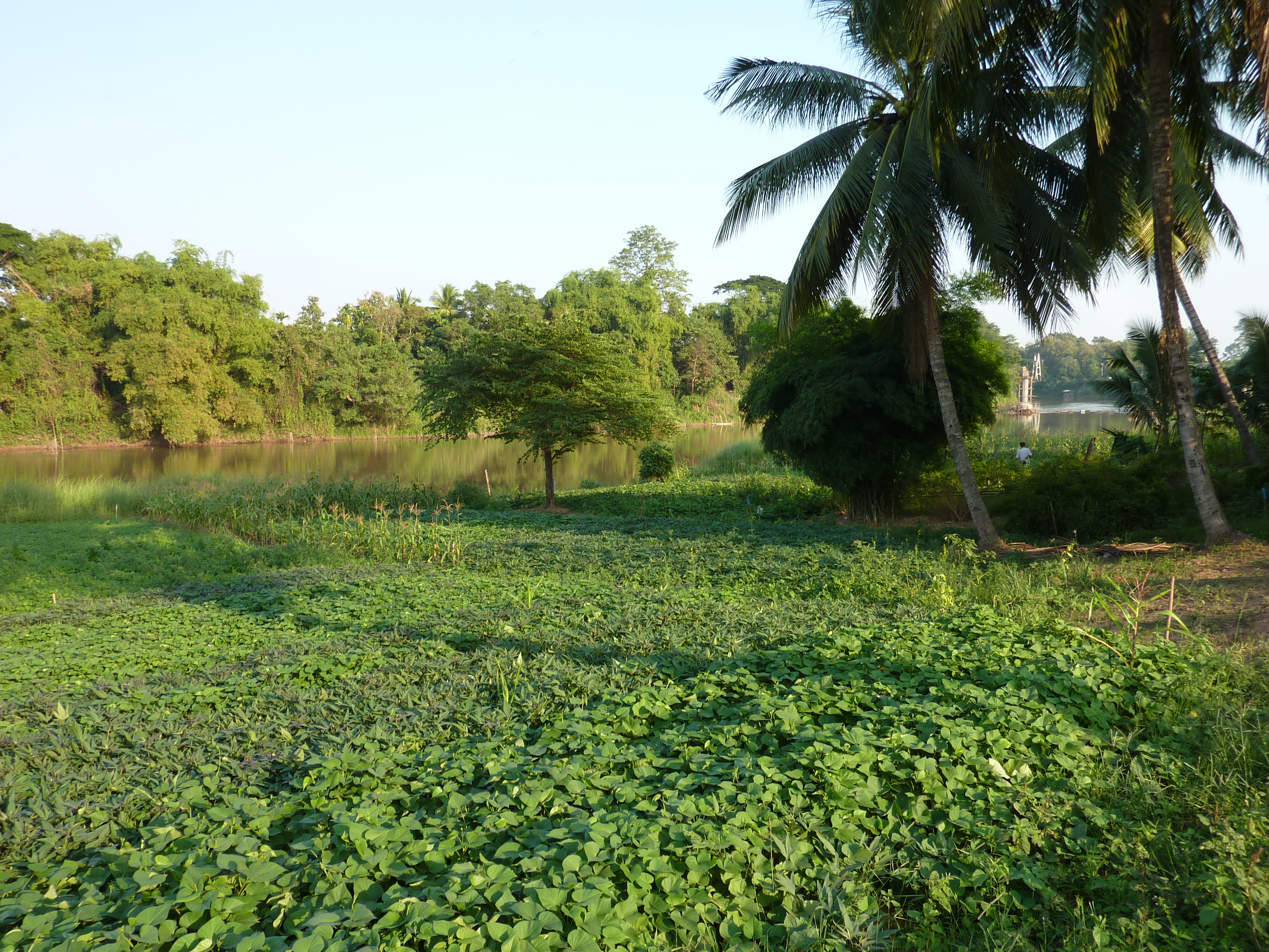 Picture Thailand Phitsanulok Chom Thong 2009-12 40 - History Chom Thong