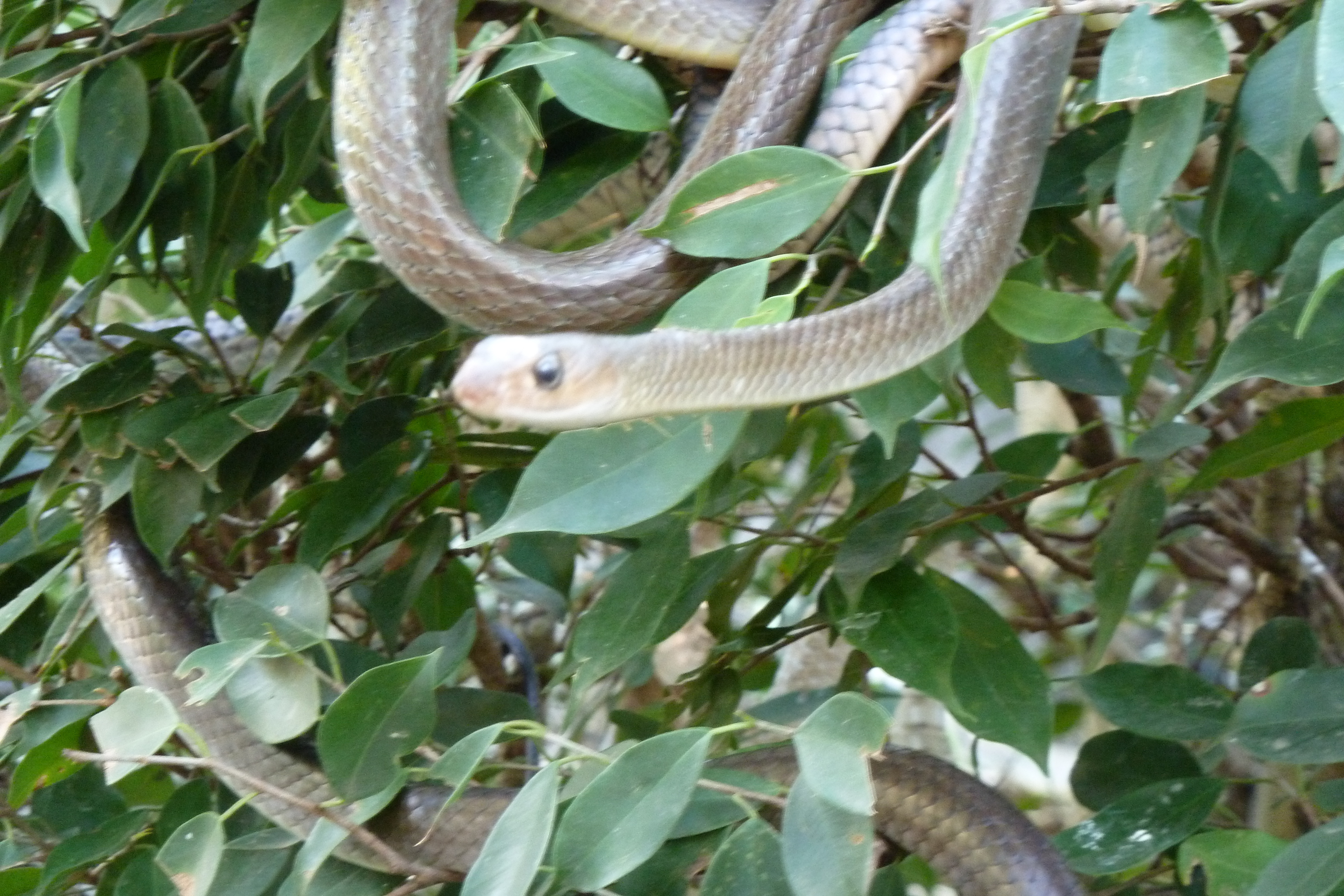 Picture Thailand Chiang Mai Mae Sa Snake Farm 2010-12 58 - Tours Mae Sa Snake Farm