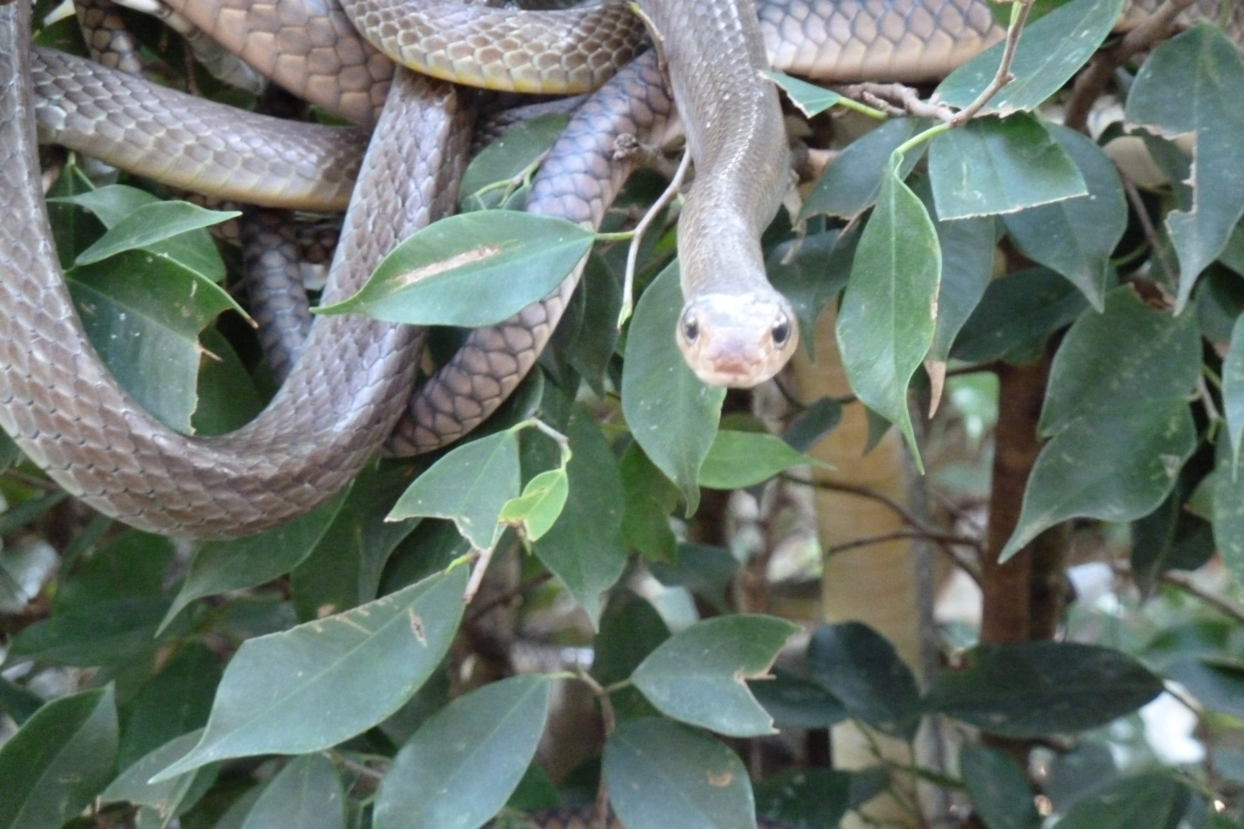 Picture Thailand Chiang Mai Mae Sa Snake Farm 2010-12 72 - Discovery Mae Sa Snake Farm