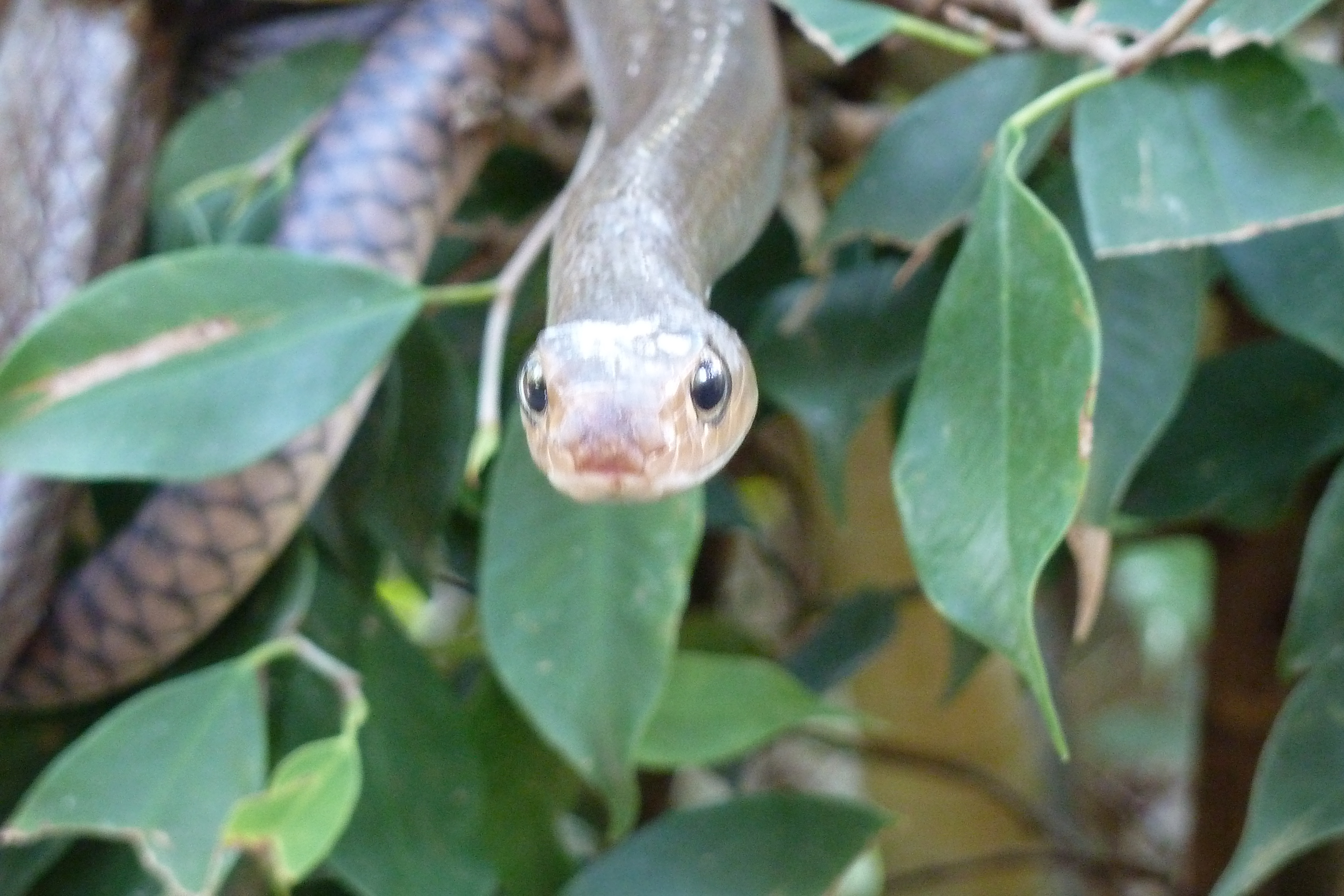 Picture Thailand Chiang Mai Mae Sa Snake Farm 2010-12 69 - Recreation Mae Sa Snake Farm