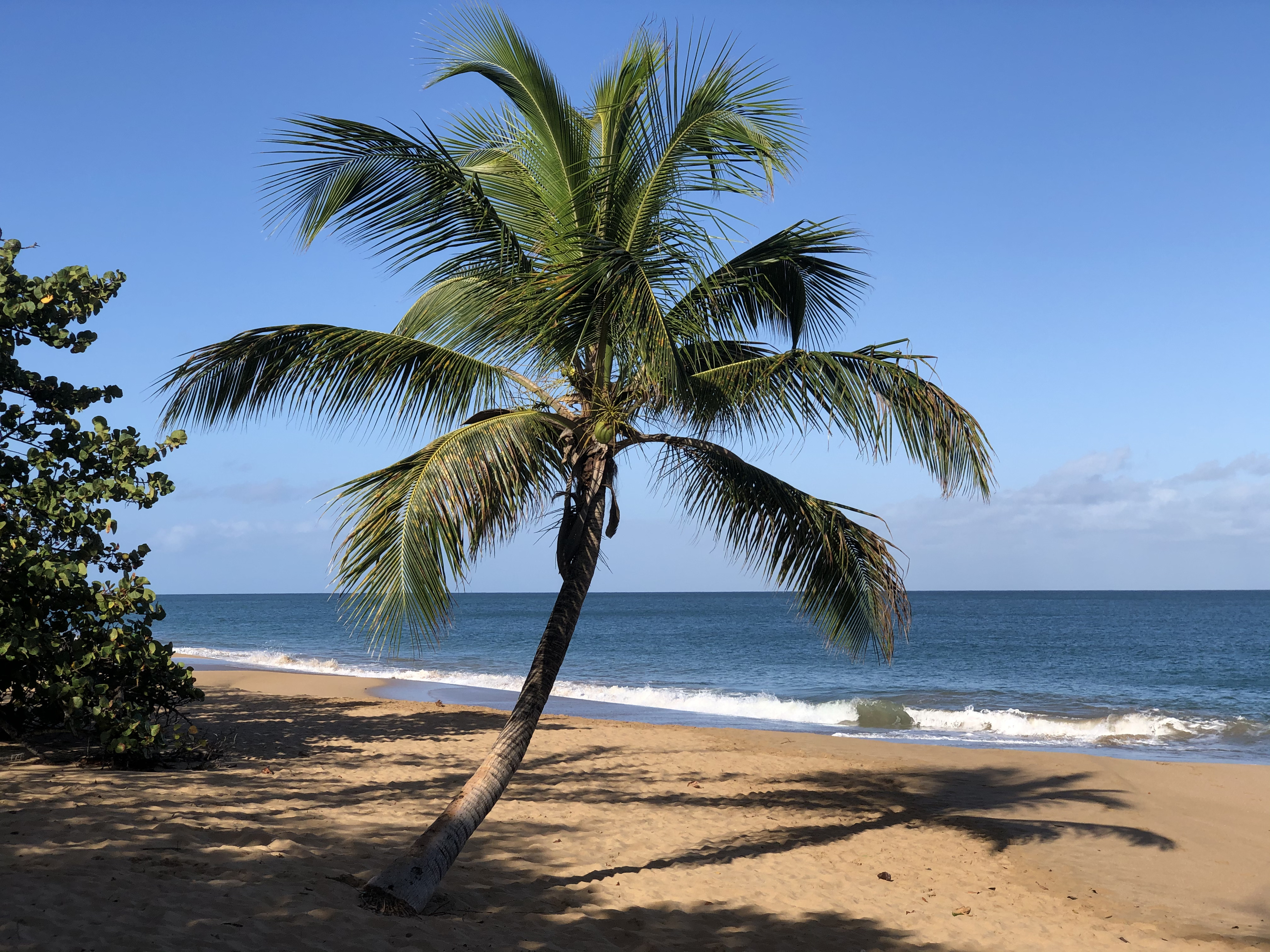 Picture Guadeloupe La Perle Beach 2021-02 129 - Around La Perle Beach