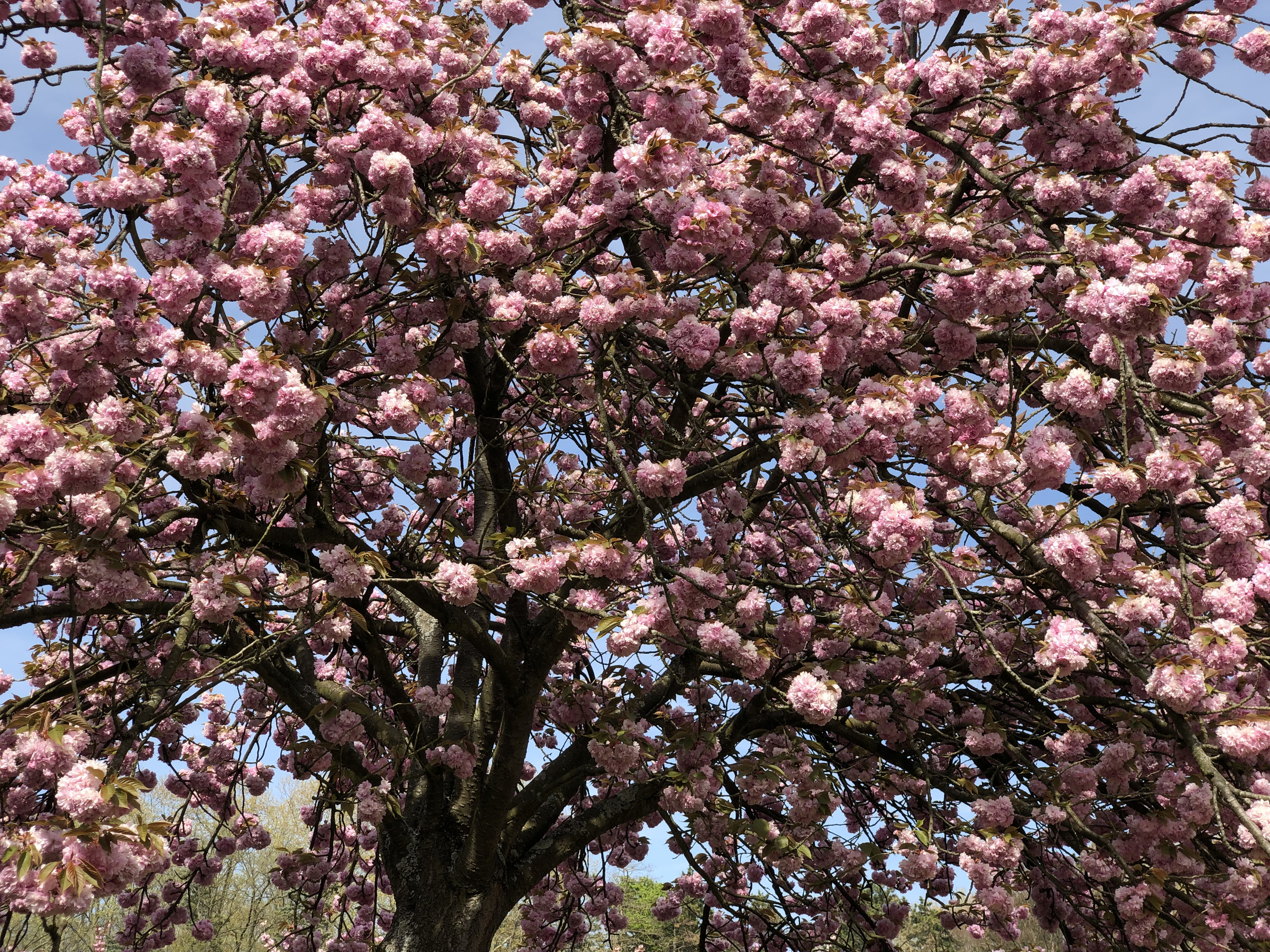 Picture France Parc de Sceaux 2019-04 81 - Tours Parc de Sceaux