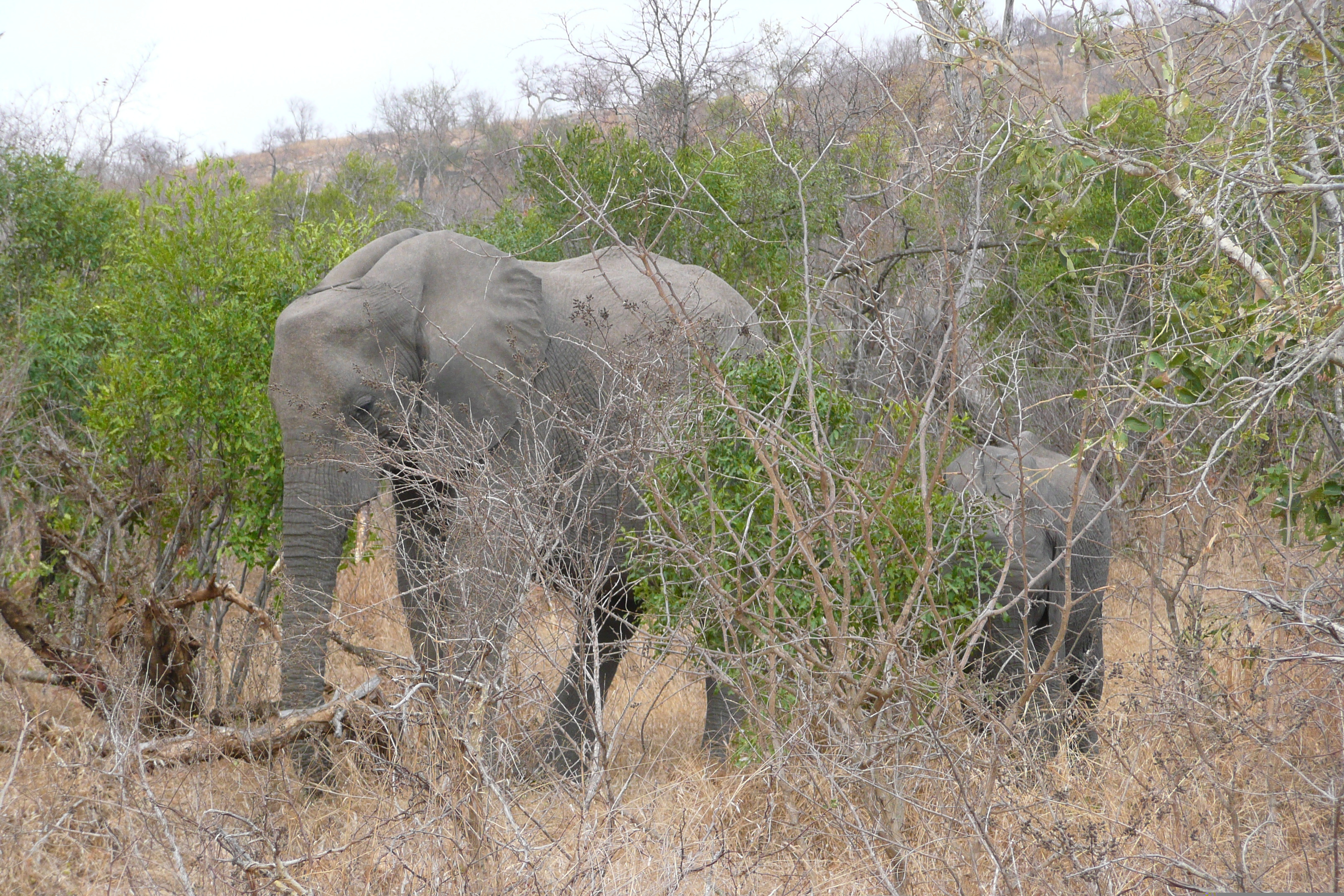 Picture South Africa Kruger National Park 2008-09 68 - Journey Kruger National Park