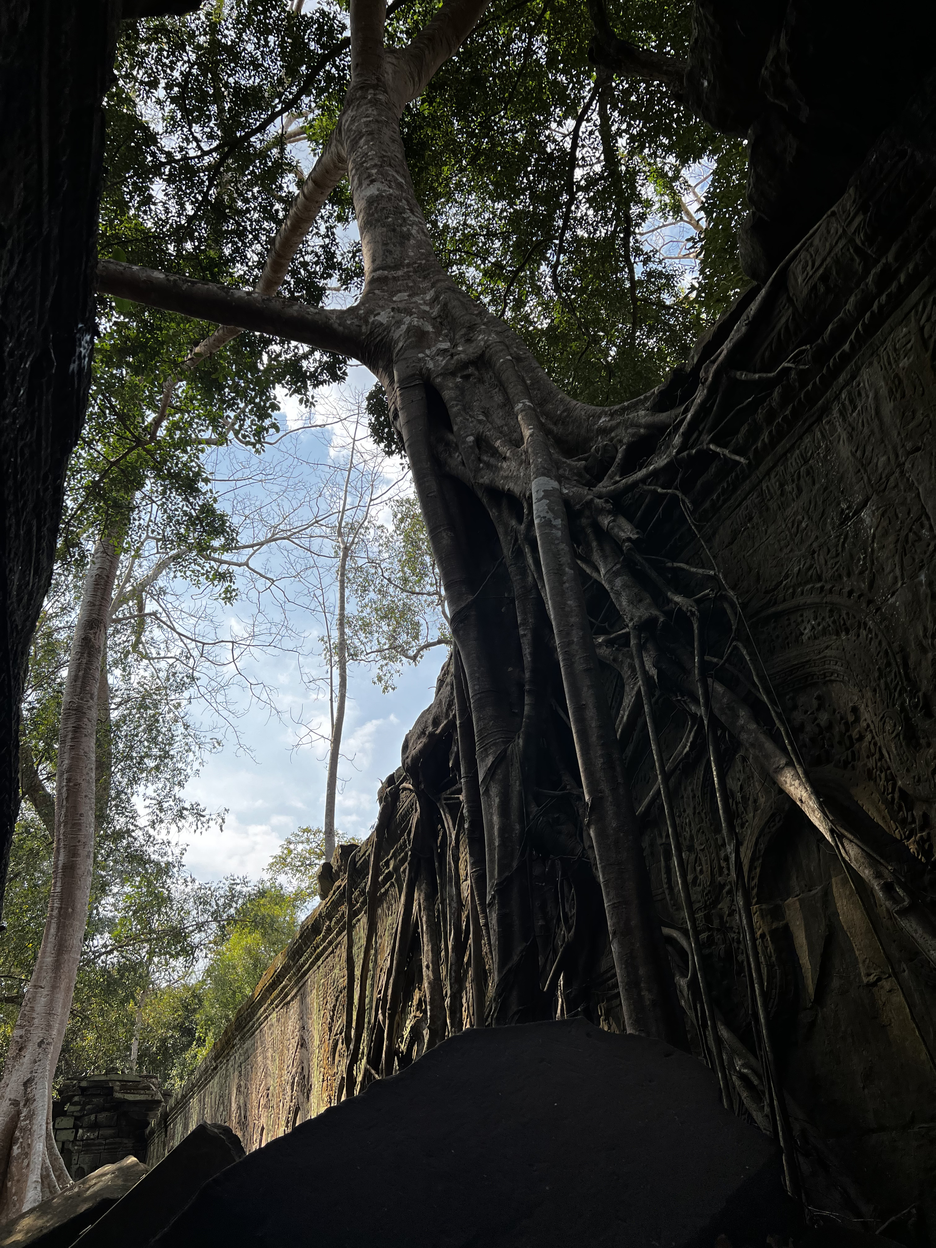 Picture Cambodia Siem Reap Ta Prohm 2023-01 4 - Tours Ta Prohm