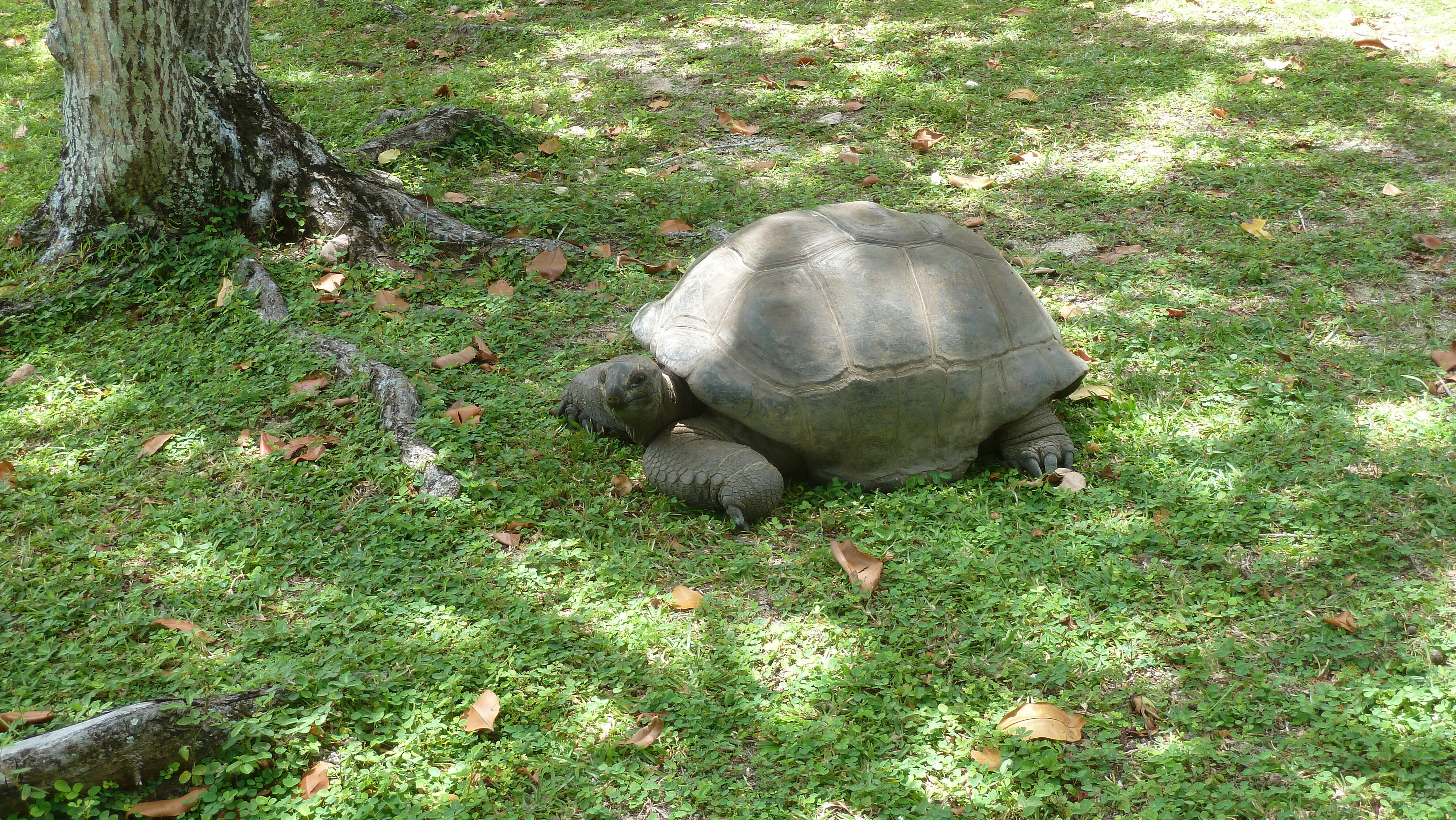 Picture Seychelles Grande Soeur 2011-10 99 - History Grande Soeur