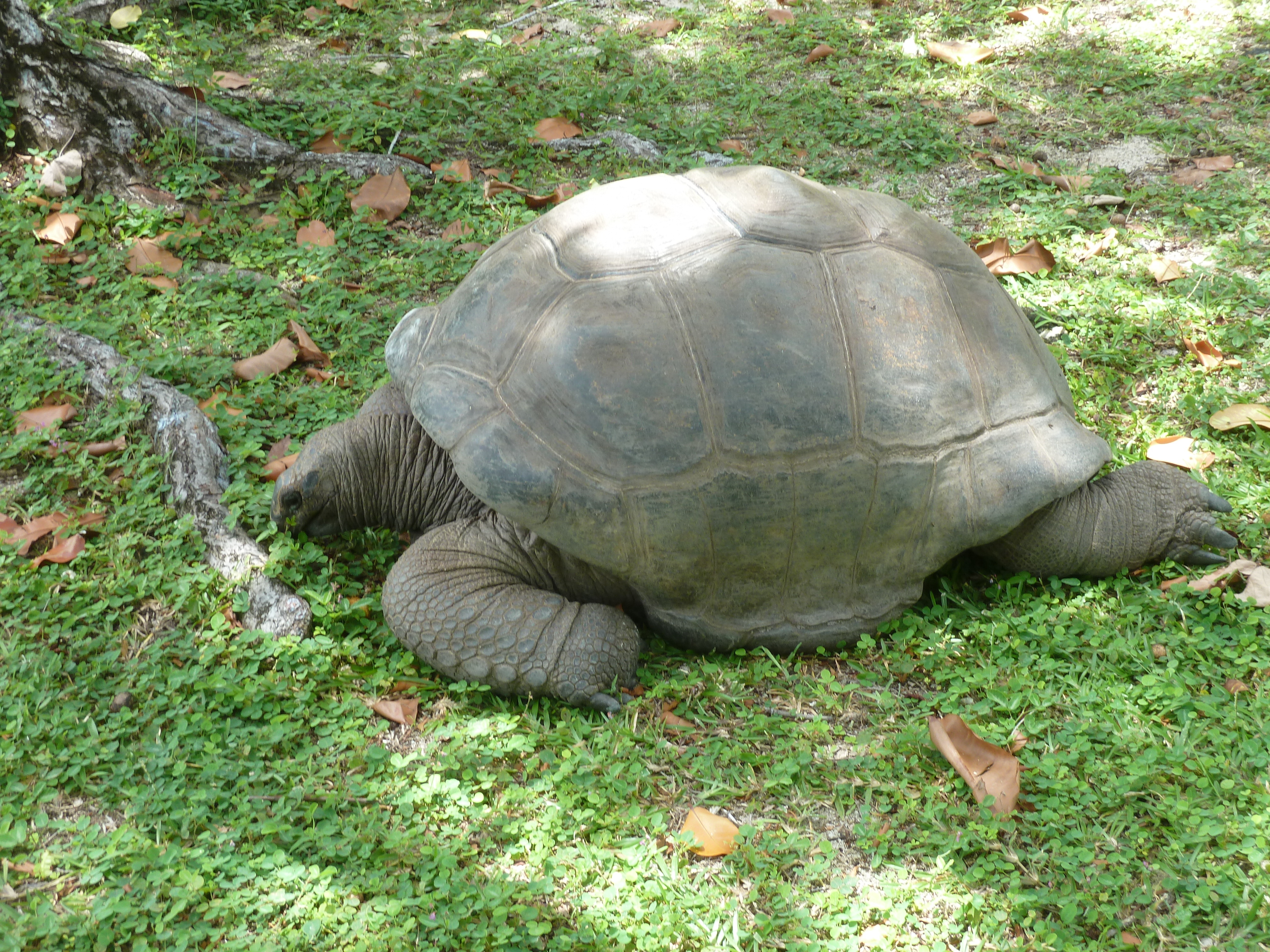 Picture Seychelles Grande Soeur 2011-10 105 - History Grande Soeur