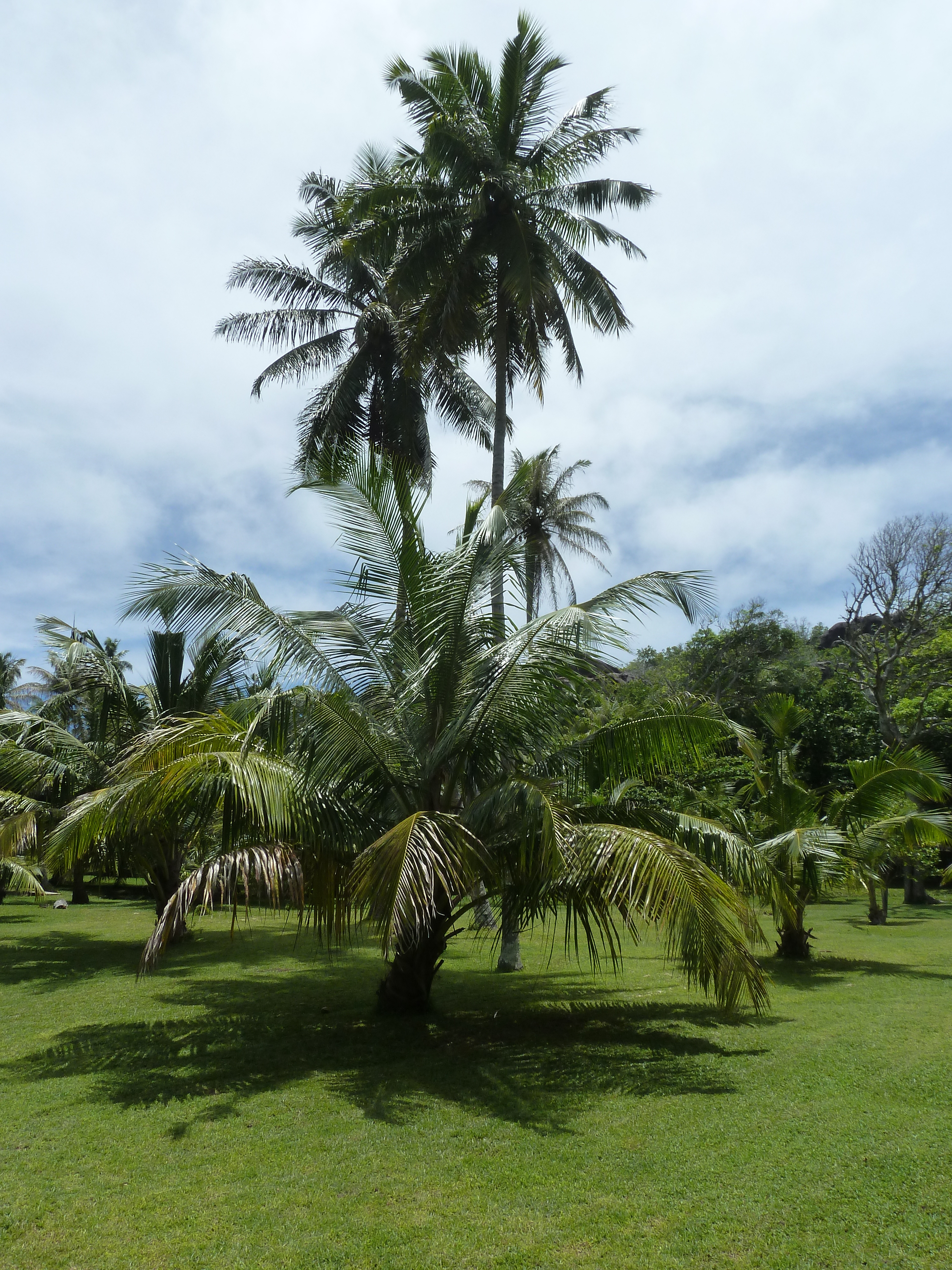 Picture Seychelles Grande Soeur 2011-10 96 - Recreation Grande Soeur