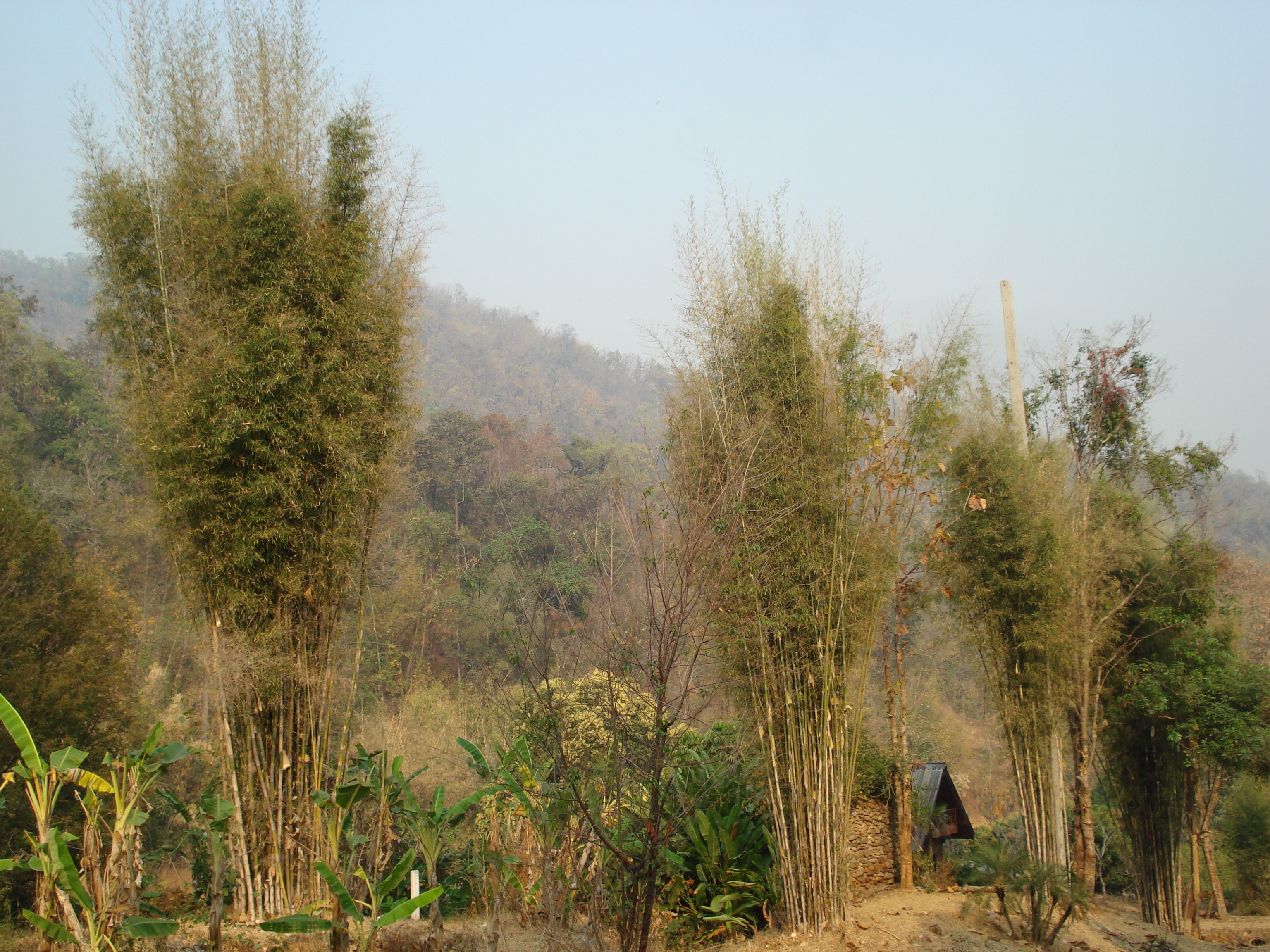 Picture Thailand Chiang Mai to Pai road 2007-02 13 - Tour Chiang Mai to Pai road